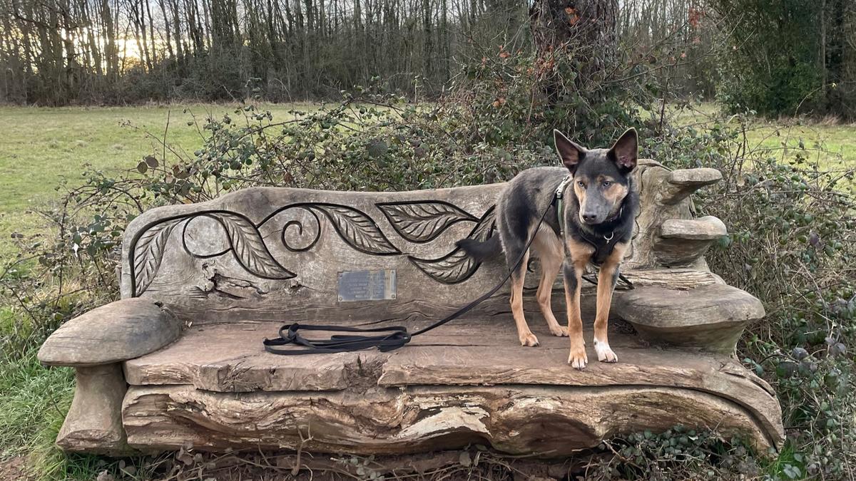 A dog with a leash standing on a carved wooden bench in front of a field and bare trees under a cloudy sky.