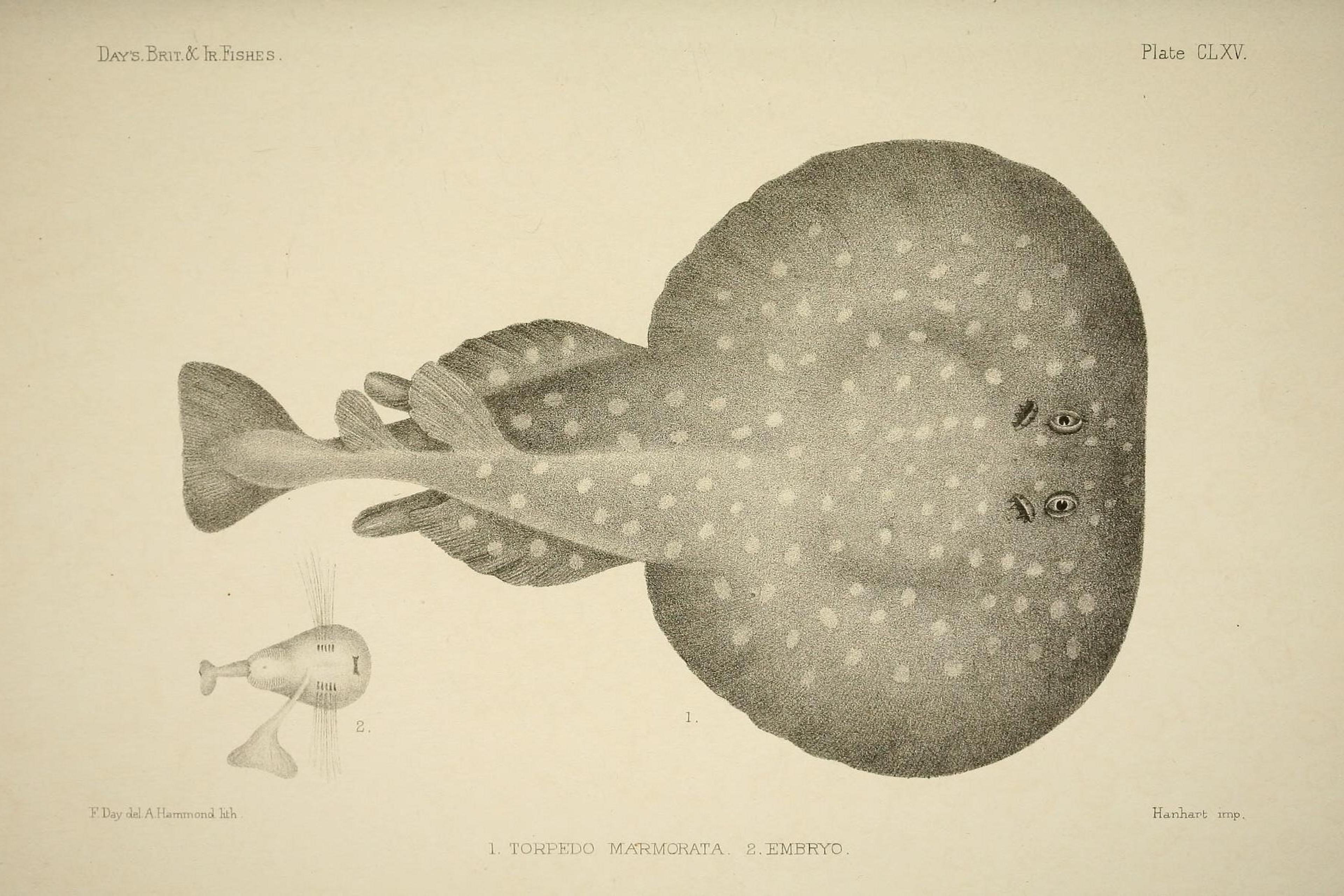 Illustration of a torpedo fish and its embryo, featuring detailed textures and anatomy, from a vintage scientific book.