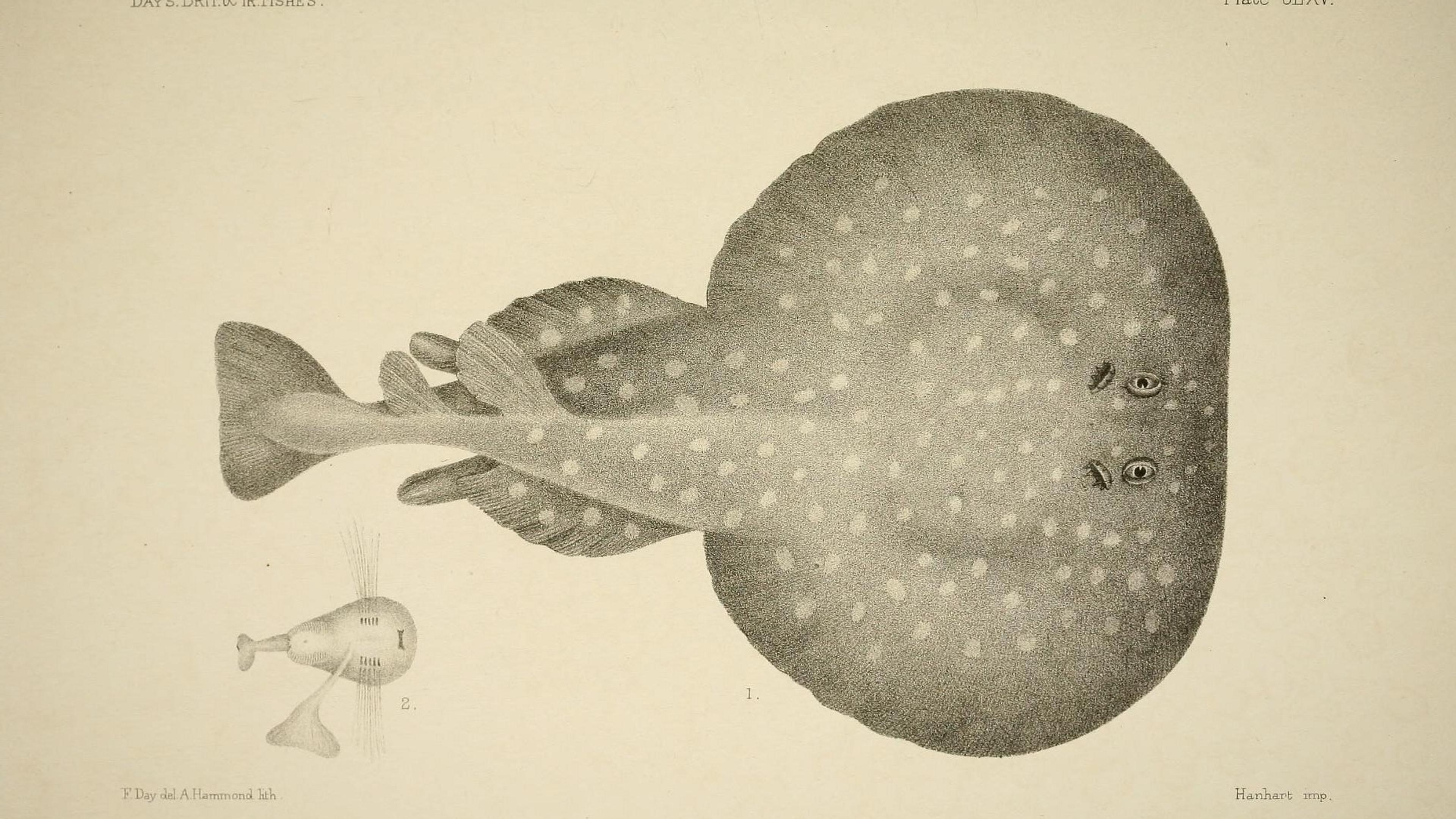 Illustration of a torpedo fish and its embryo, featuring detailed textures and anatomy, from a vintage scientific book.