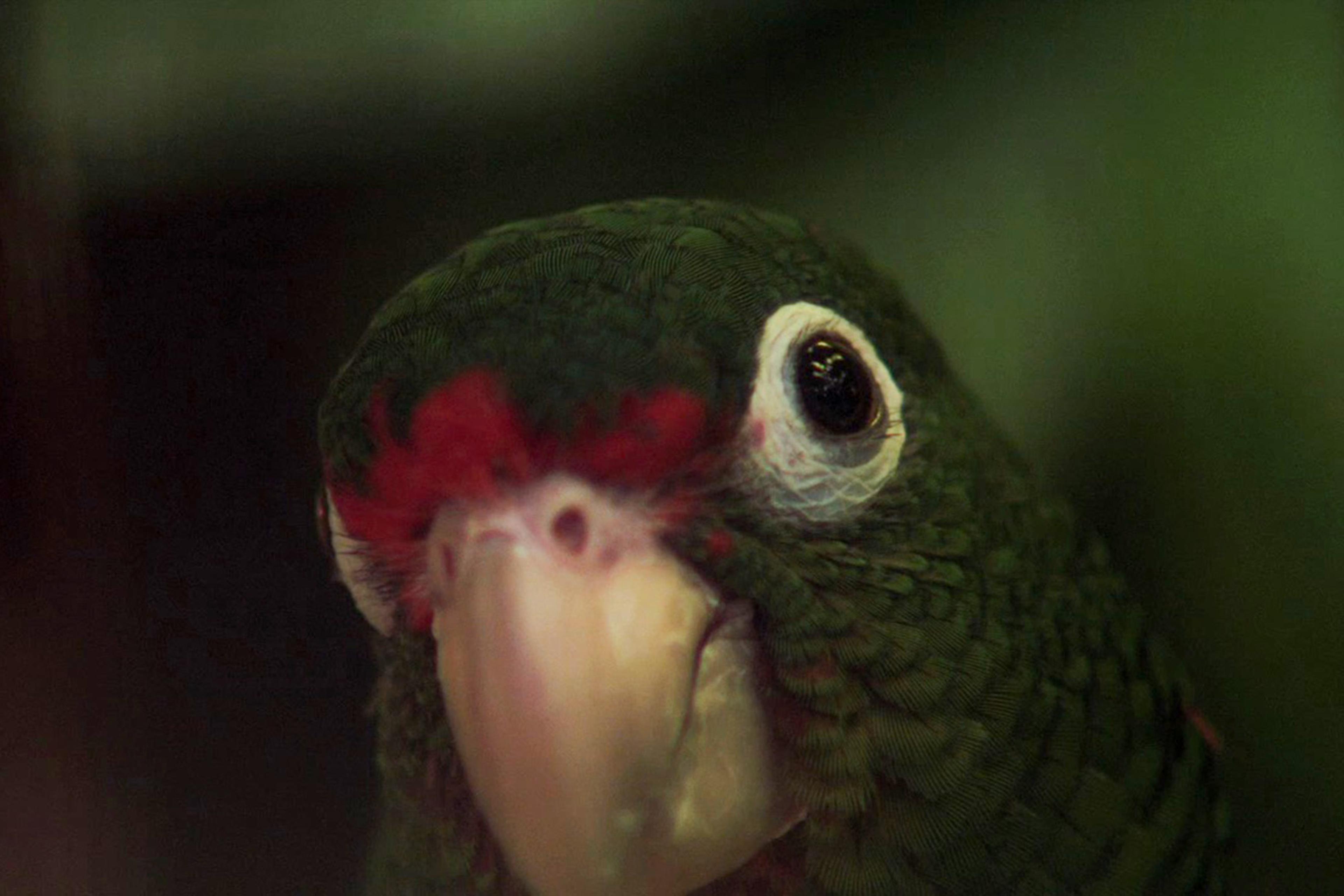 Close-up of a green parrot with a red forehead and white around its eyes, looking directly at the camera.