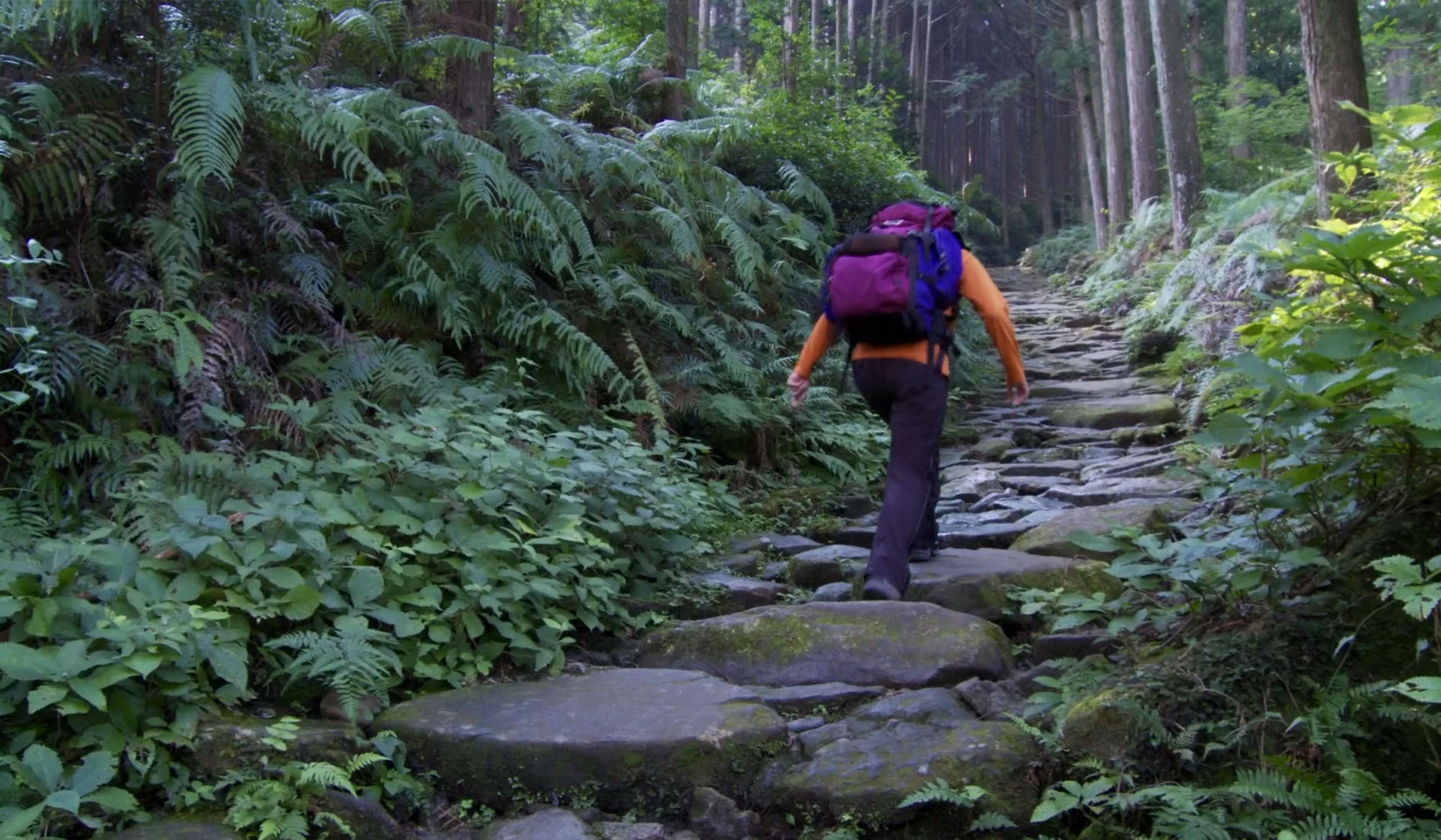 Photo of a person hiking up a rocky forest path surrounded by dense green vegetation and tall trees.
