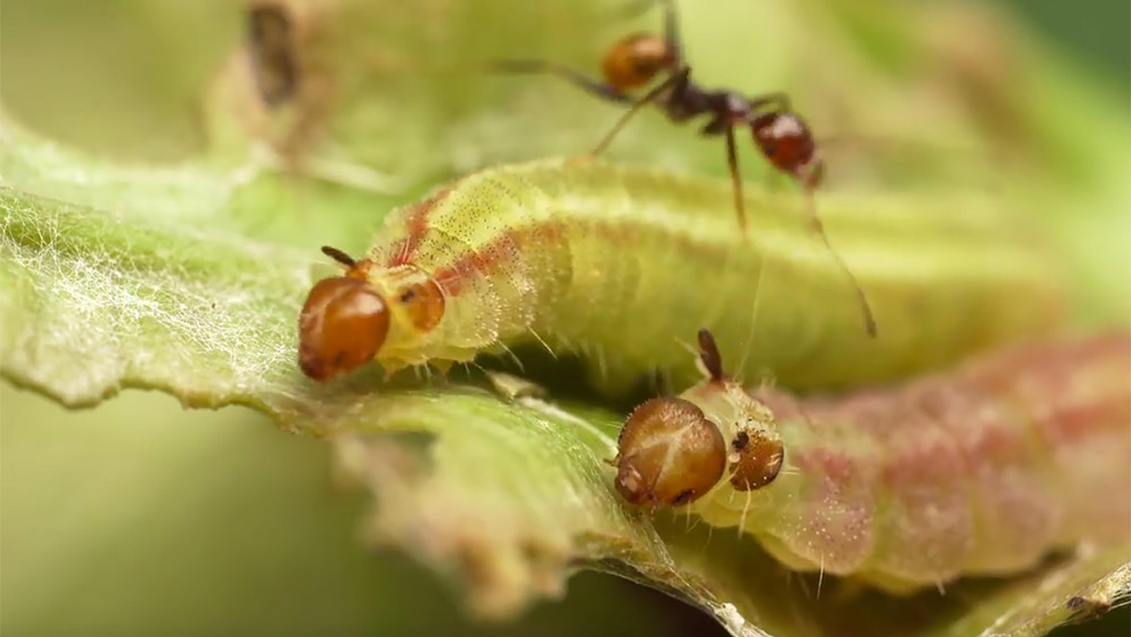 Macro photo of an ant crawling on a green leaf next to two green and brown caterpillars with fuzzy heads.