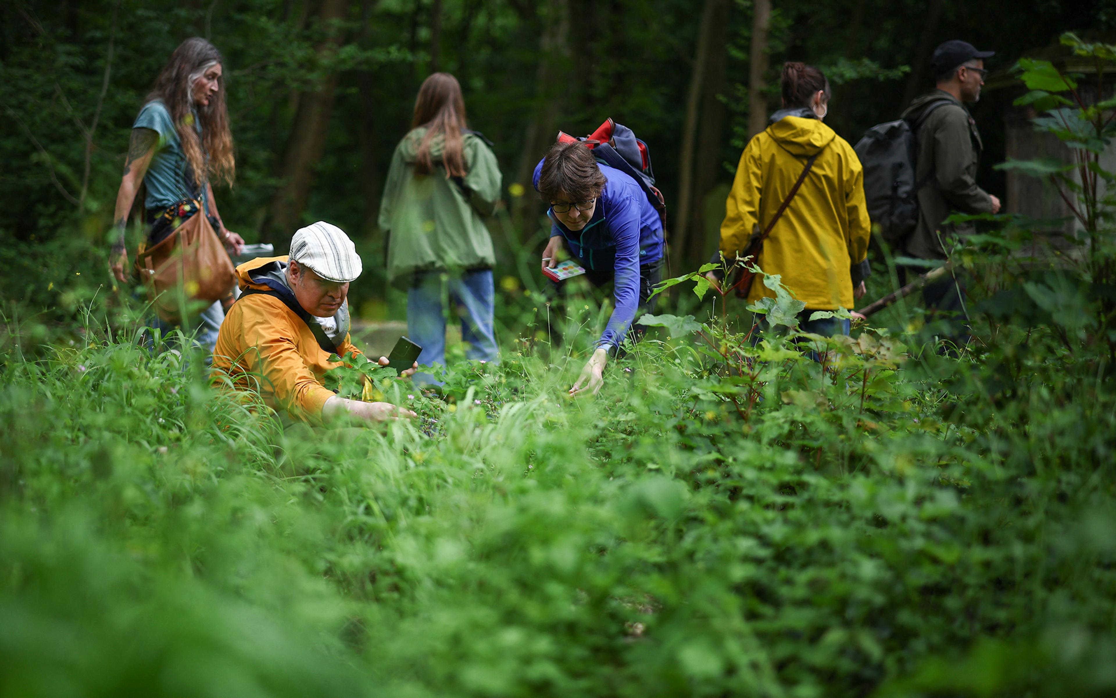 Photo of people in a forest, some kneeling and examining plants, others standing and walking, all surrounded by lush greenery.