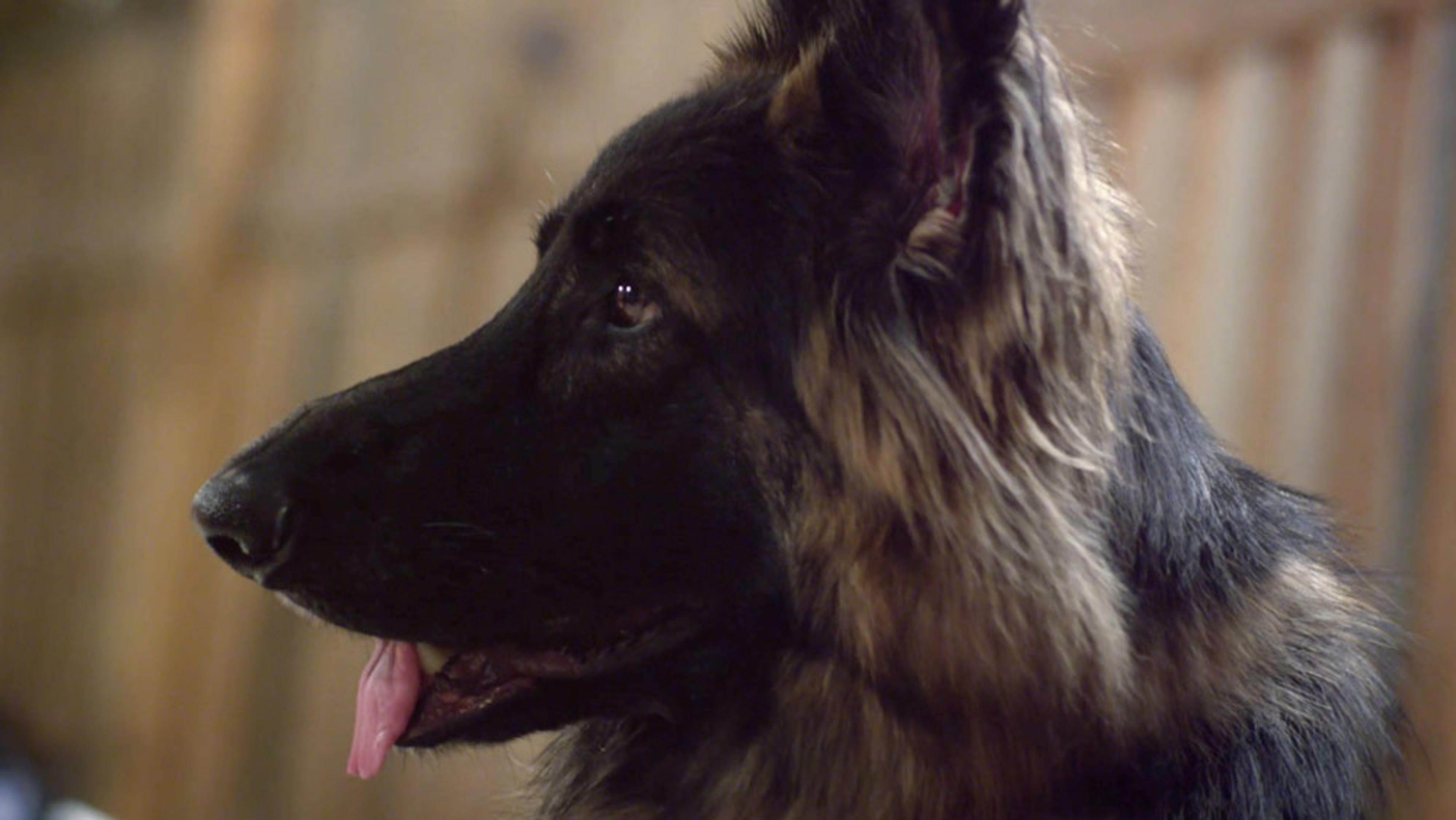 A German Shepherd dog in profile, looking to the left with its tongue slightly out, blurred background indoors.