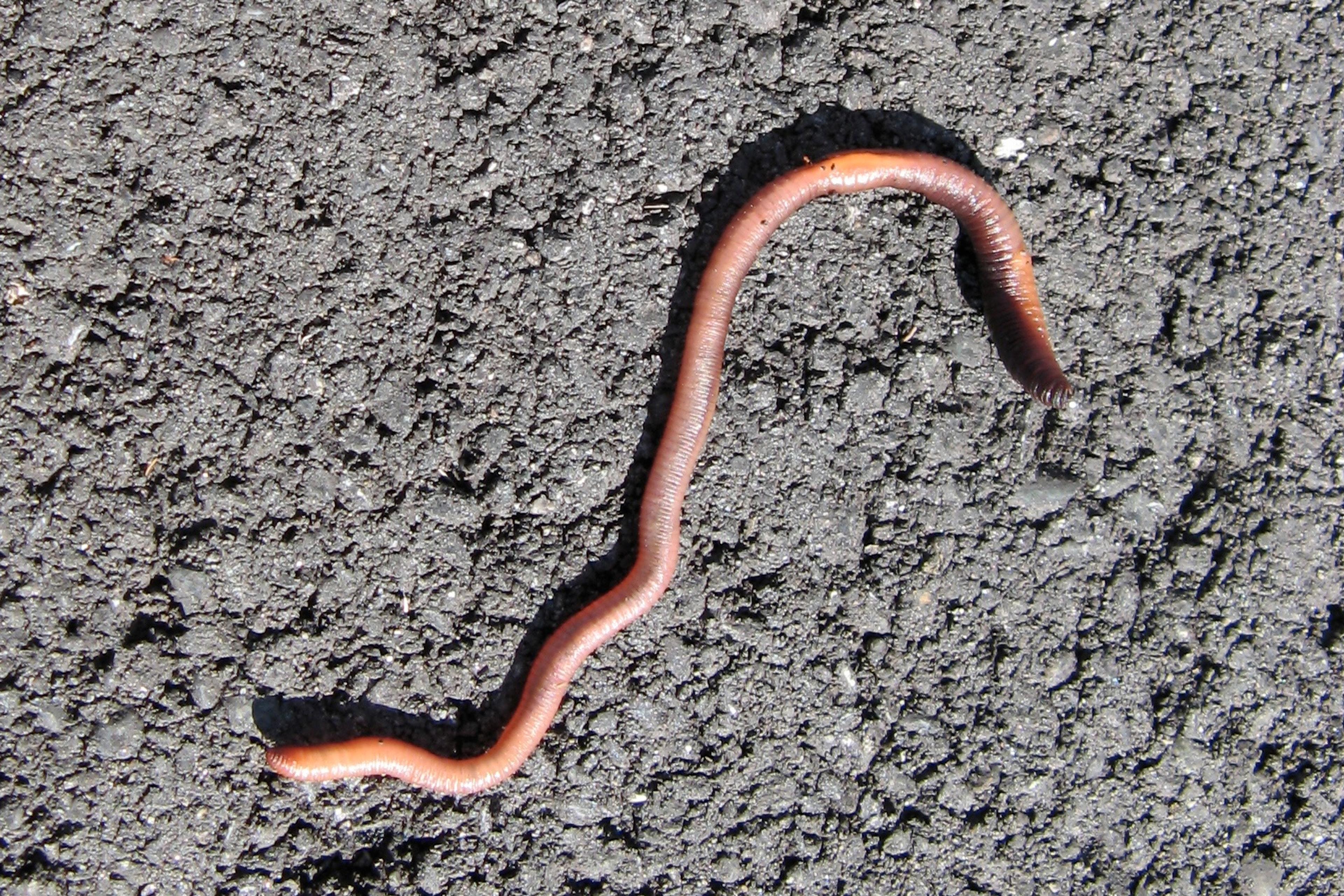 Photo of a brown earthworm on rough grey asphalt in sunlight.