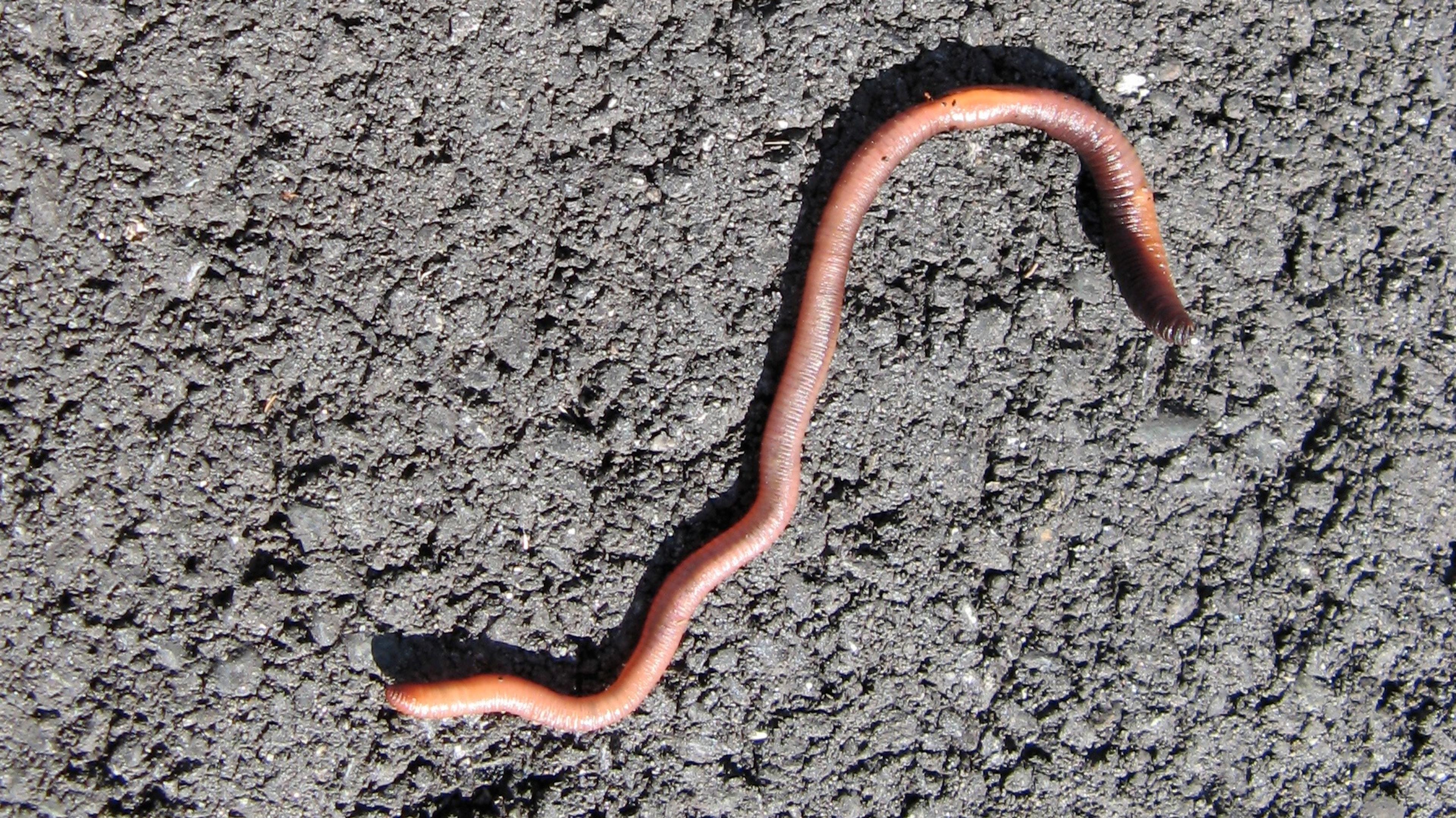 Photo of a brown earthworm on rough grey asphalt in sunlight.