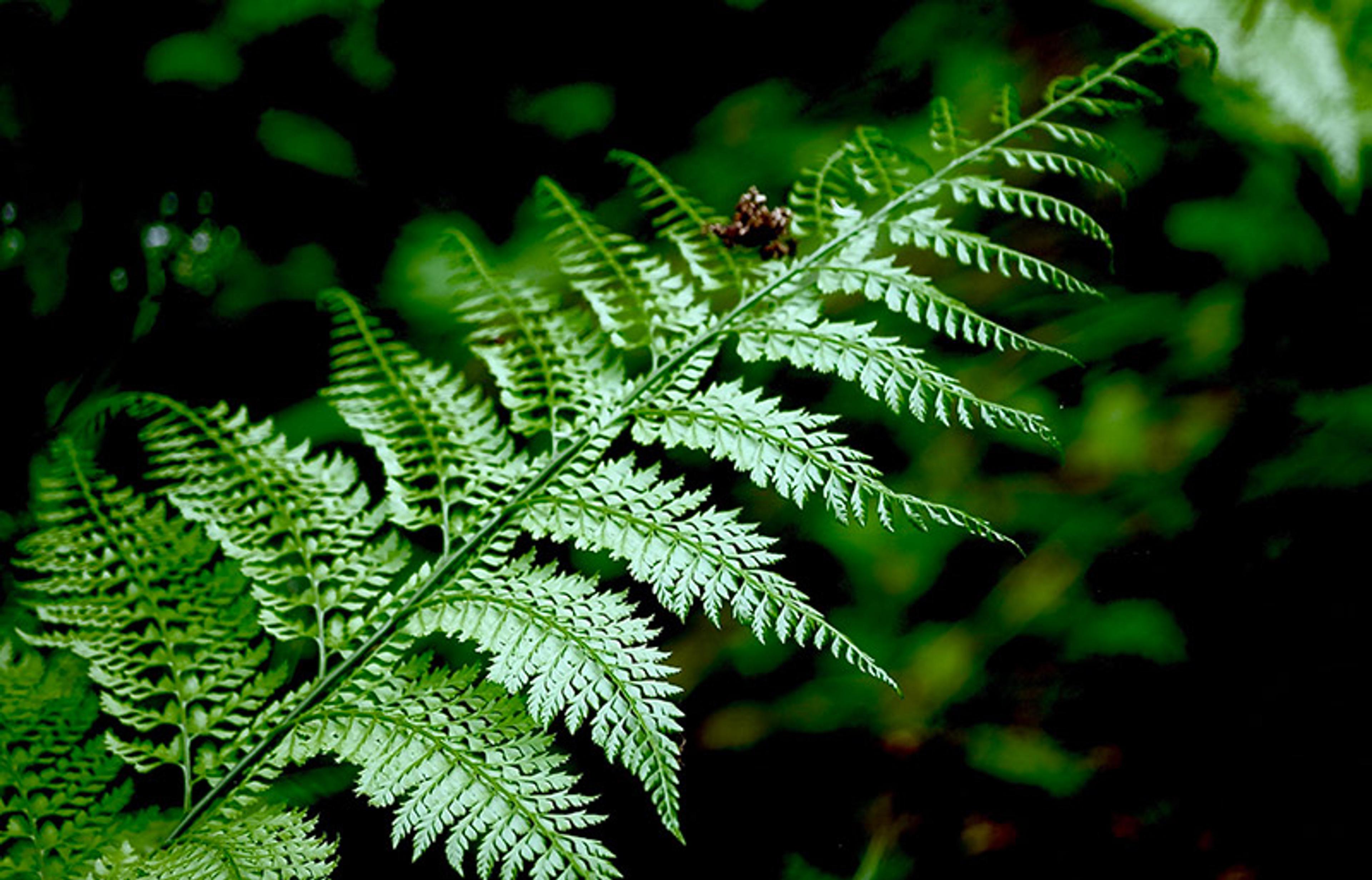 Photo of a detailed green fern leaf with small brown buds on a blurred dark green background.