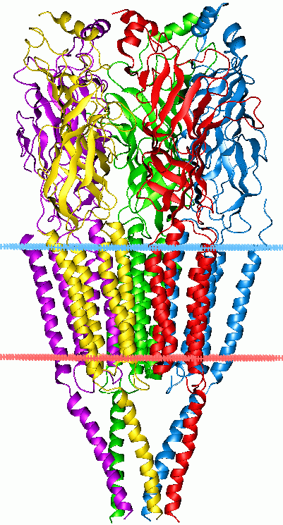 Colourful 3D ribbon diagram of a protein structure, illustrating helices and folds, viewed on a white background.