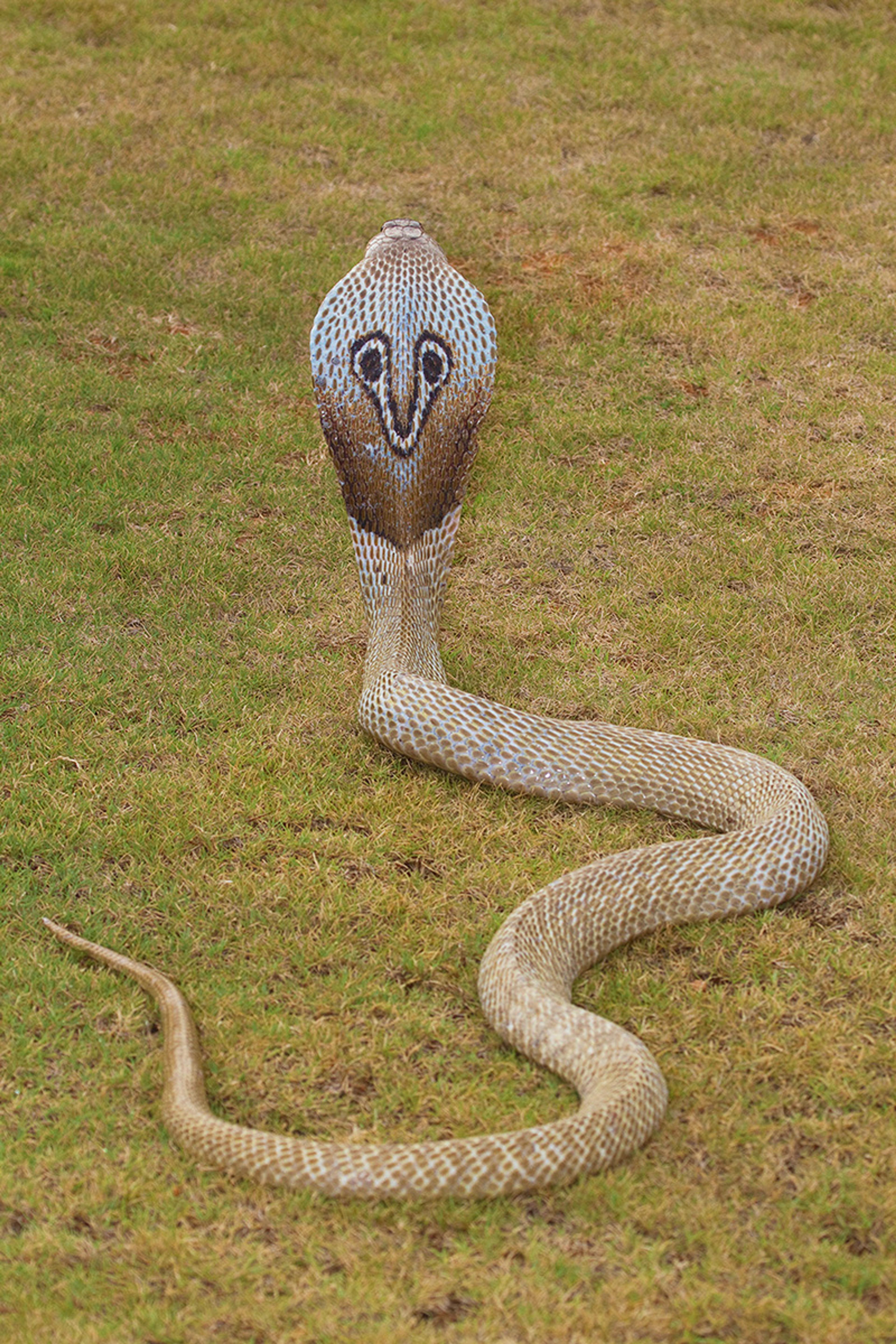 A king cobra with its hood expanded displaying an eye-like pattern, positioned on grassy ground.