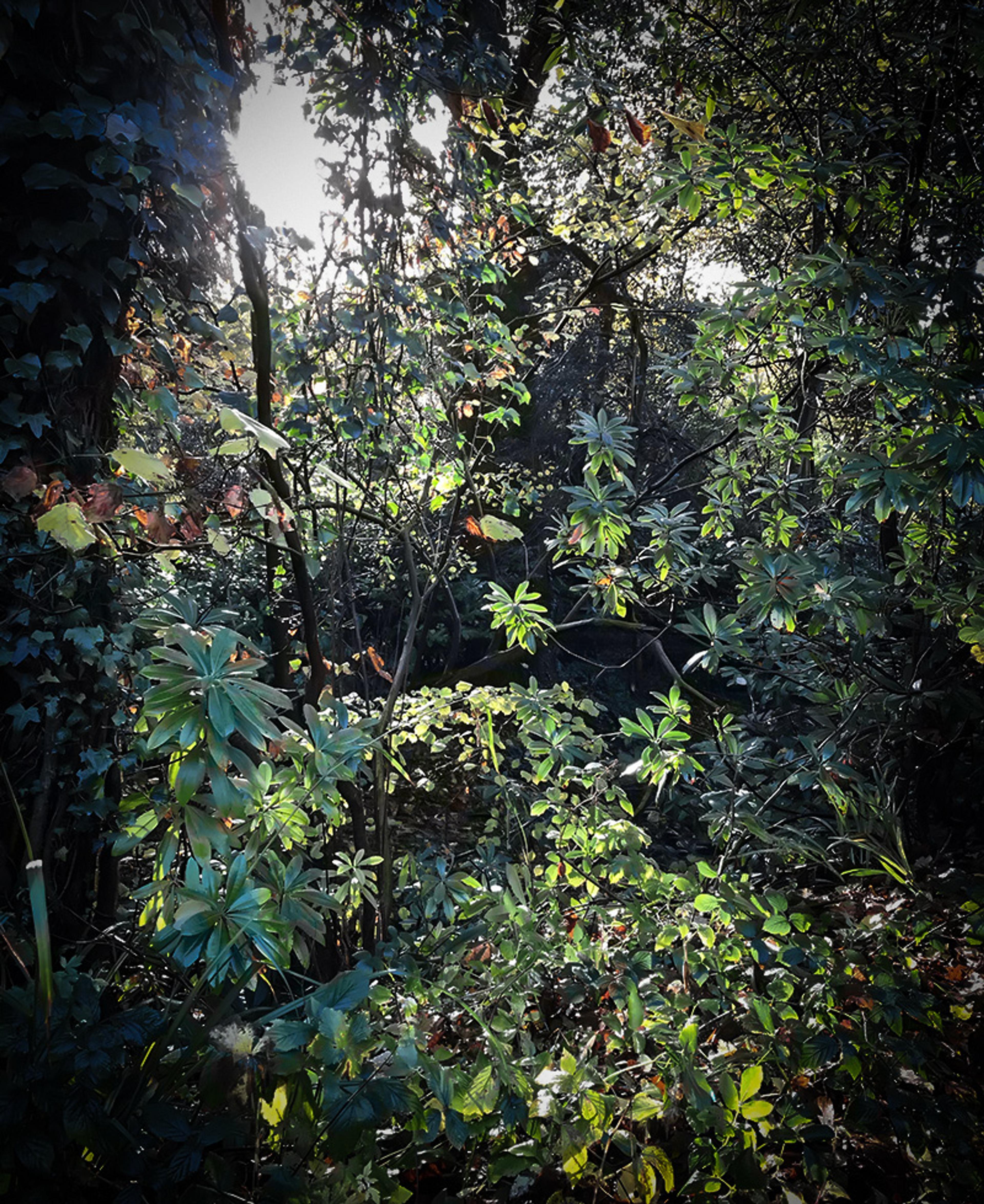 Sunlight shining through dense green foliage in a wooded area, highlighting leaves and branches amid shadows.