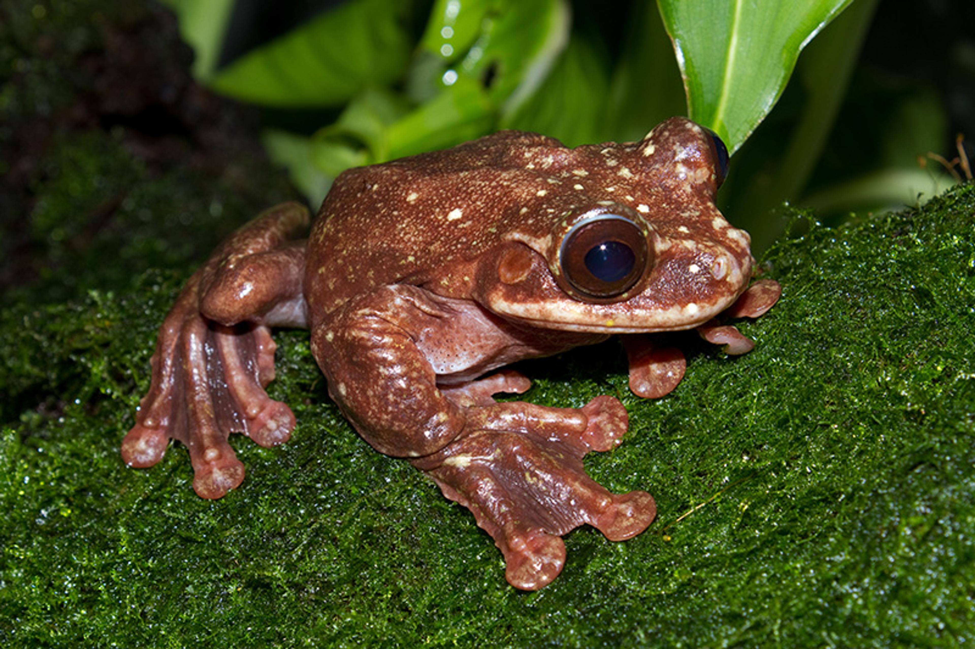 A brown frog with white spots sitting on green moss with leafy plants in the background.
