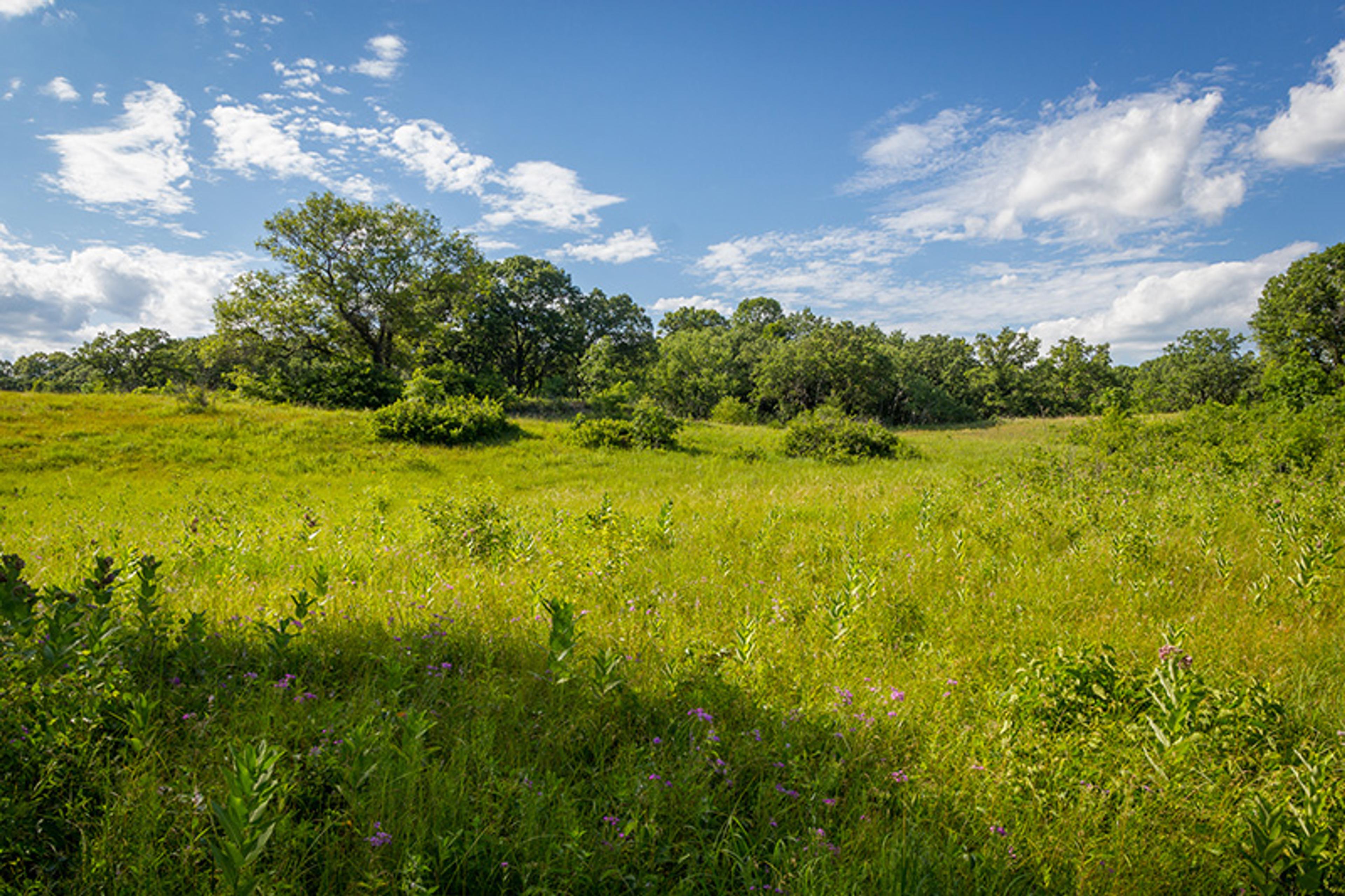 A sunny grassy field with scattered wildflowers, bushes and trees under a blue sky with clouds.