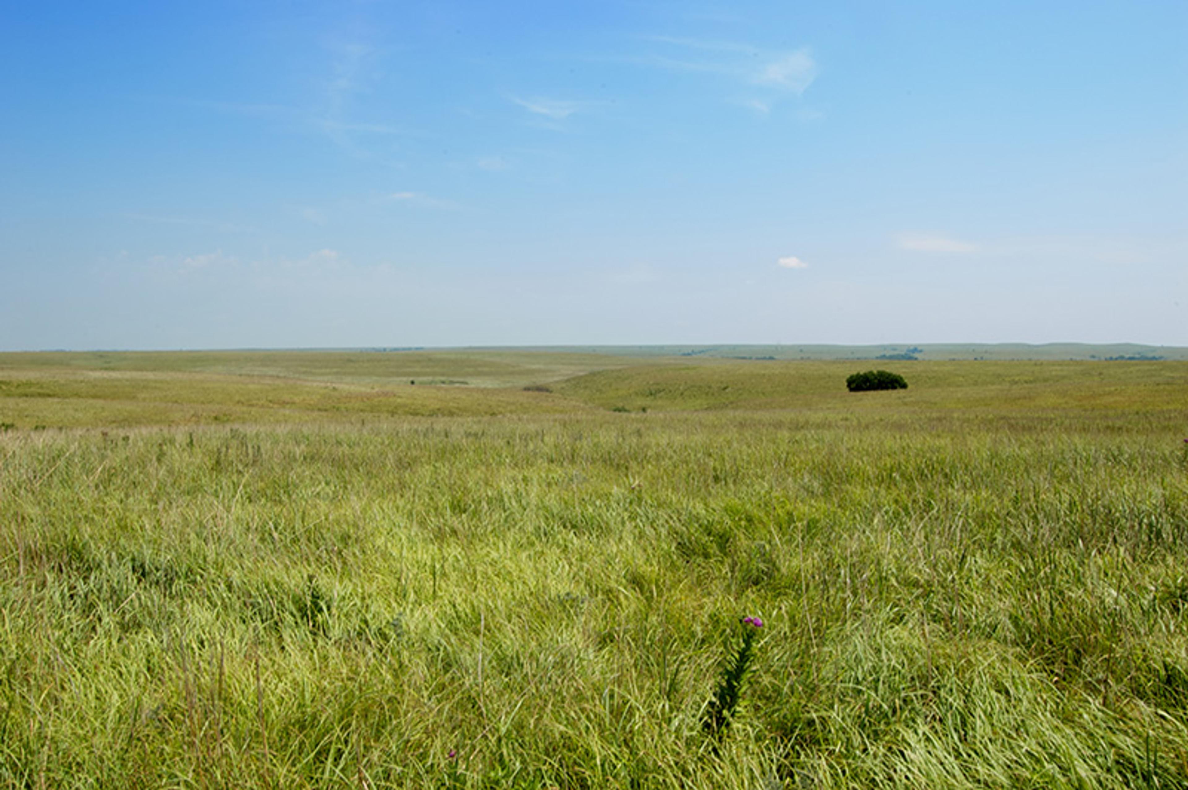 A vast grassy plain under a clear blue sky with a small bush in the distance and a single purple flower in the foreground.