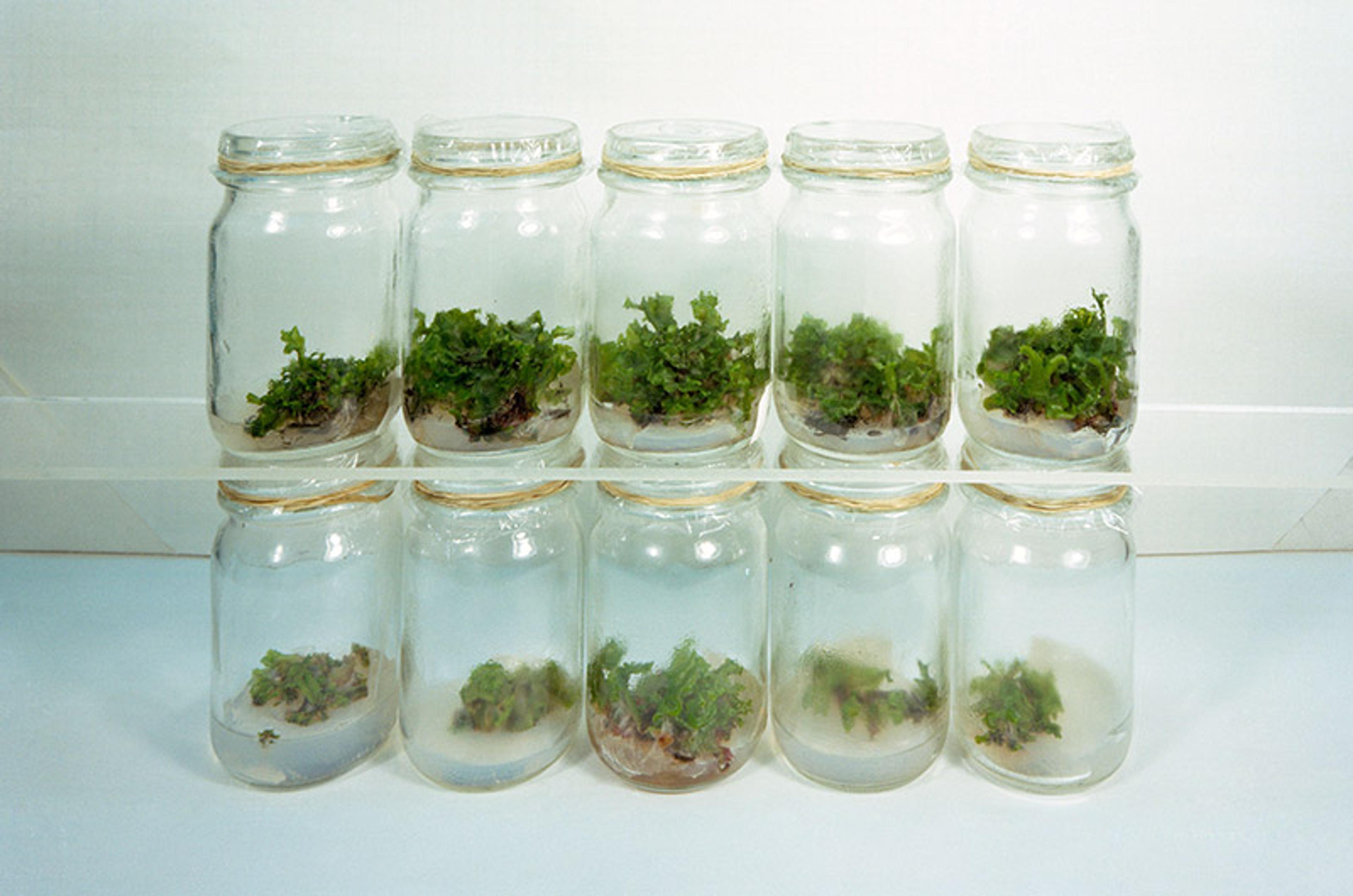 Eight glass jars in two rows containing green plants growing inside them.
