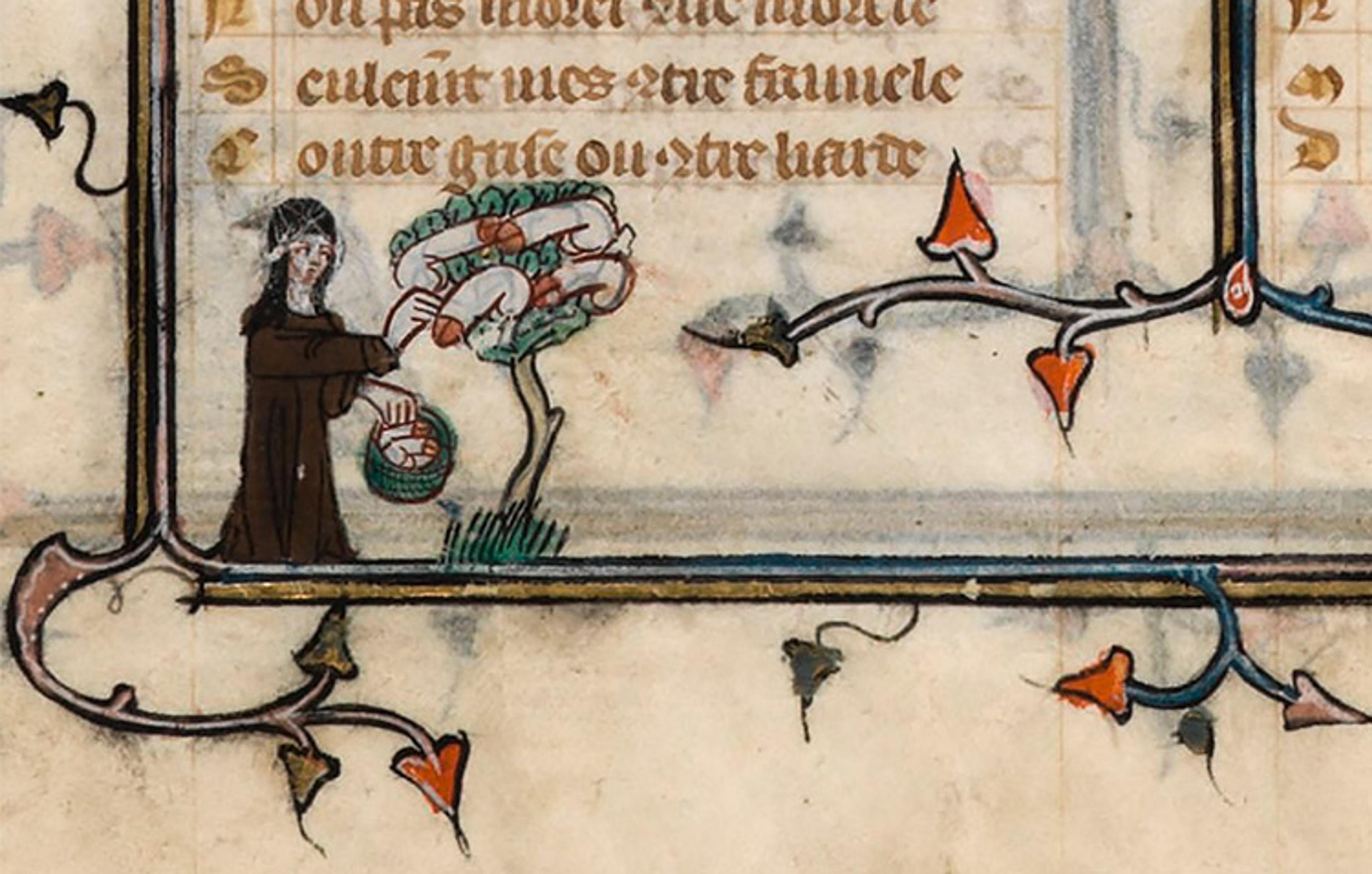Medieval manuscript illustration of a man harvesting a tree that grows penises, surrounded by decorative foliage, ink on parchment.