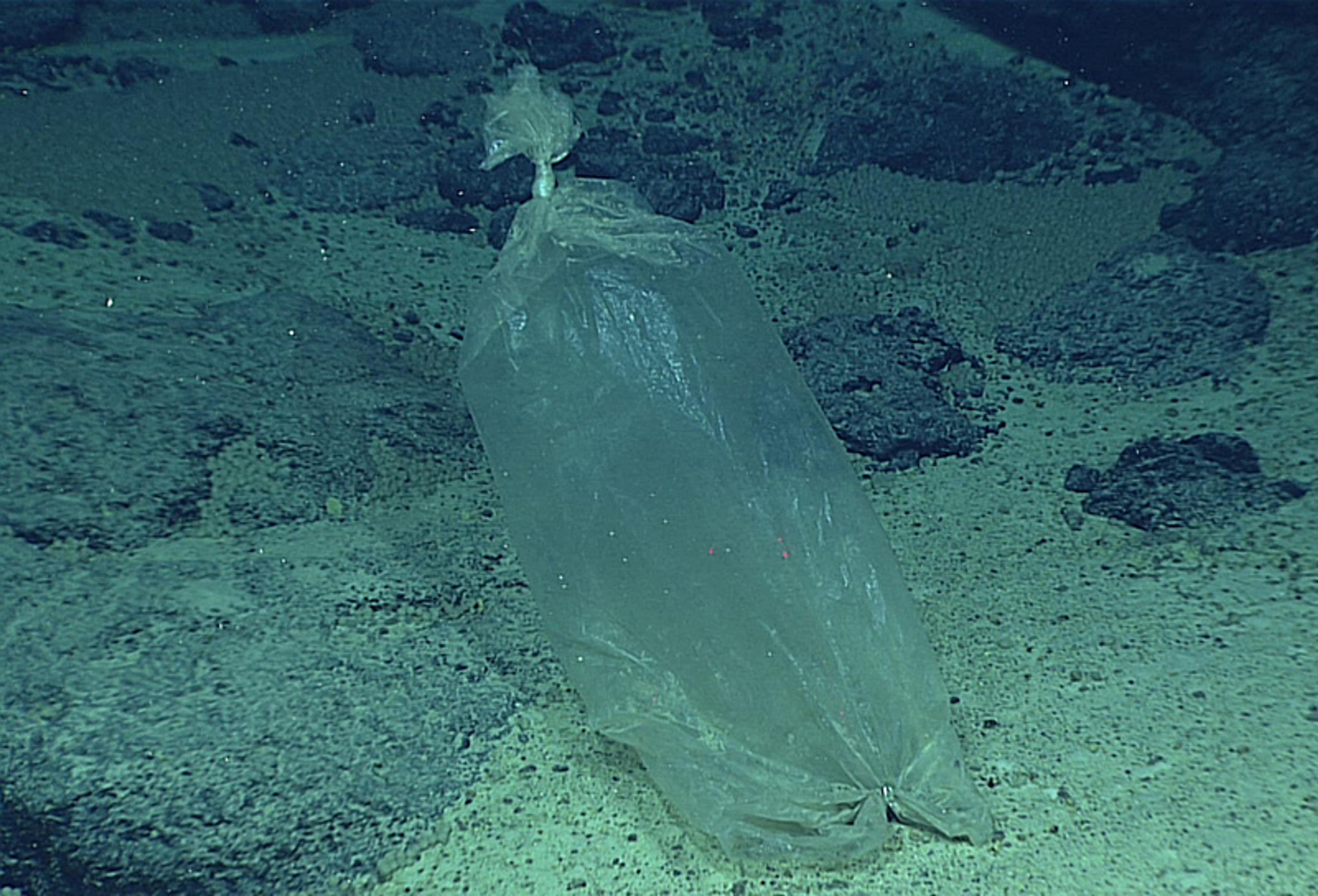 A plastic bag on the ocean floor surrounded by sand and rocks, illustrating marine pollution and environmental concern.