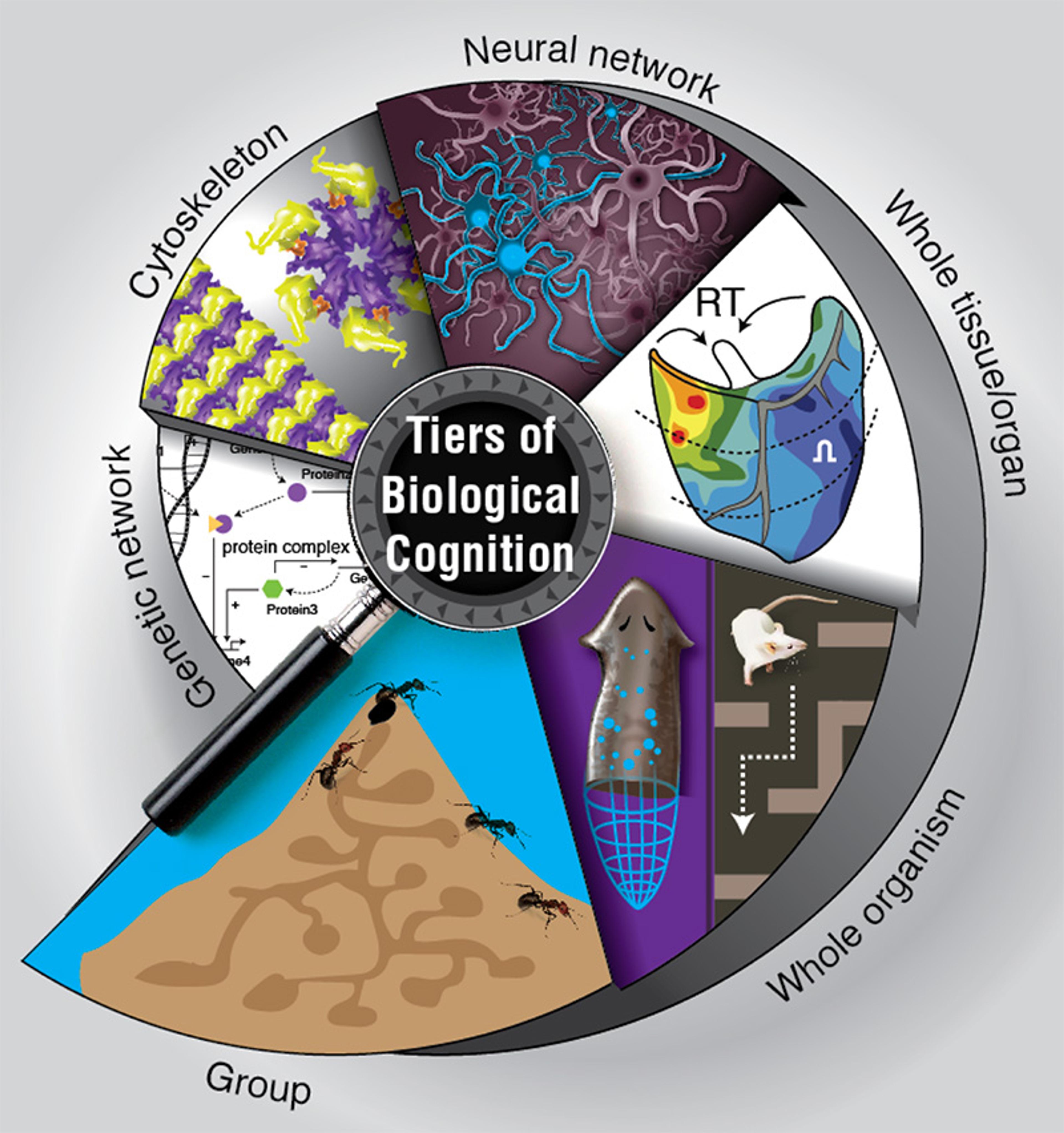 Illustration of biological cognition tiers, showing cytoskeleton, neural network, whole tissue, whole organism, genetic network, and group.