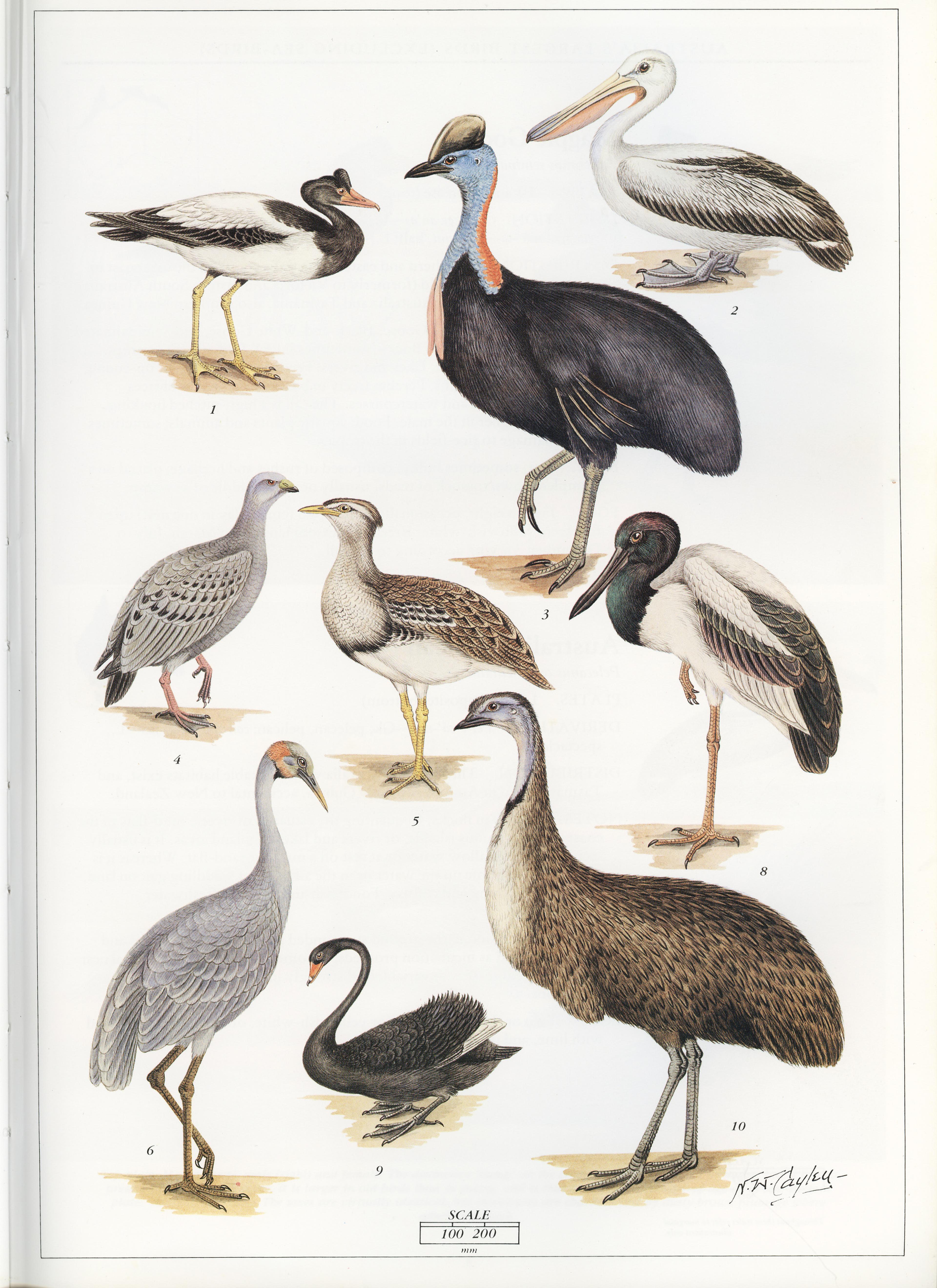 Illustration of various birds including a pelican, black swan and cassowary on a white background, labelled with numbers.