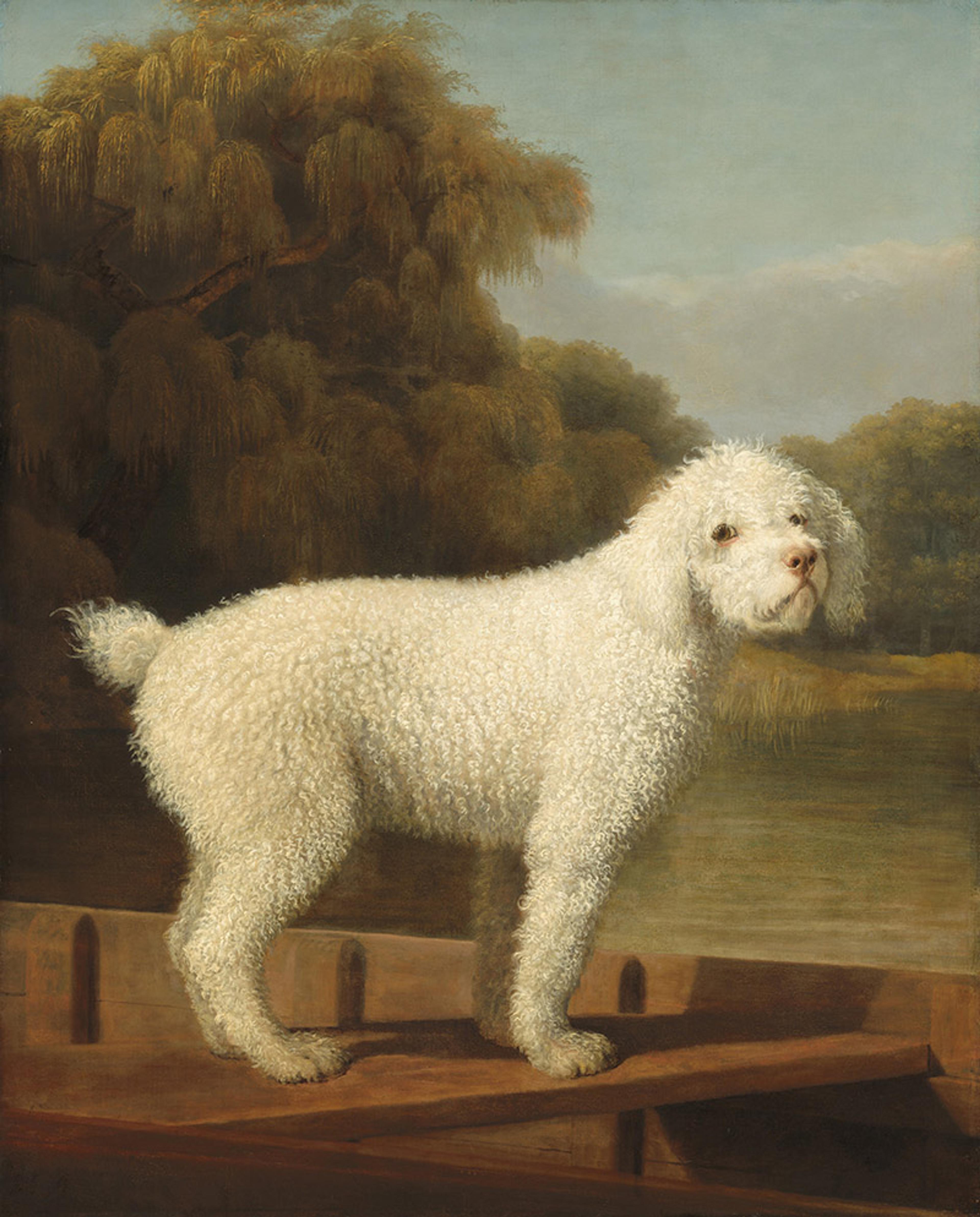 A painting of a white curly-haired dog standing in a wooden boat against a backdrop of trees and a cloudy sky.