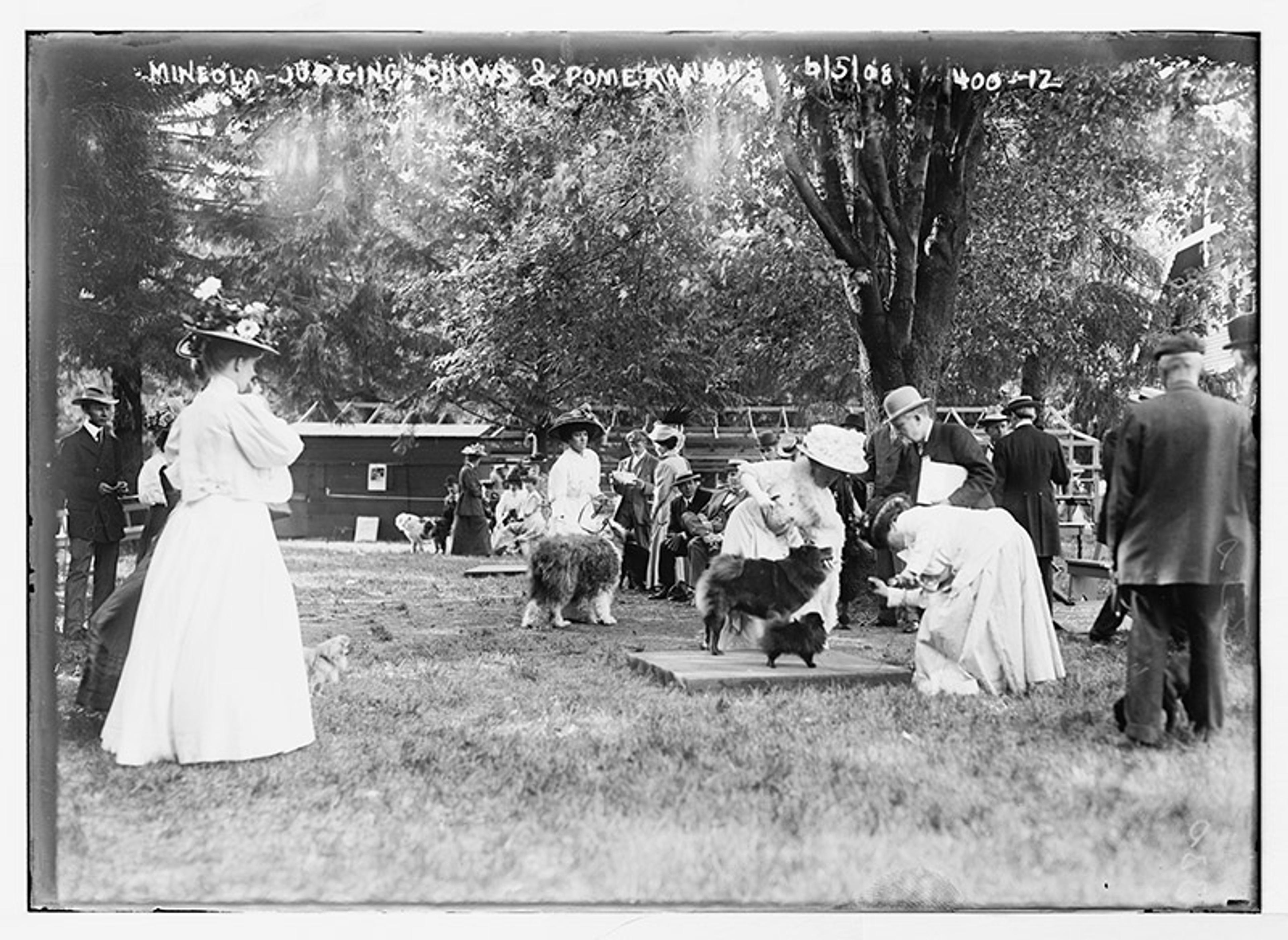Vintage photo of people judging dogs outdoors at a dog show, with several dogs and spectators in a park setting.