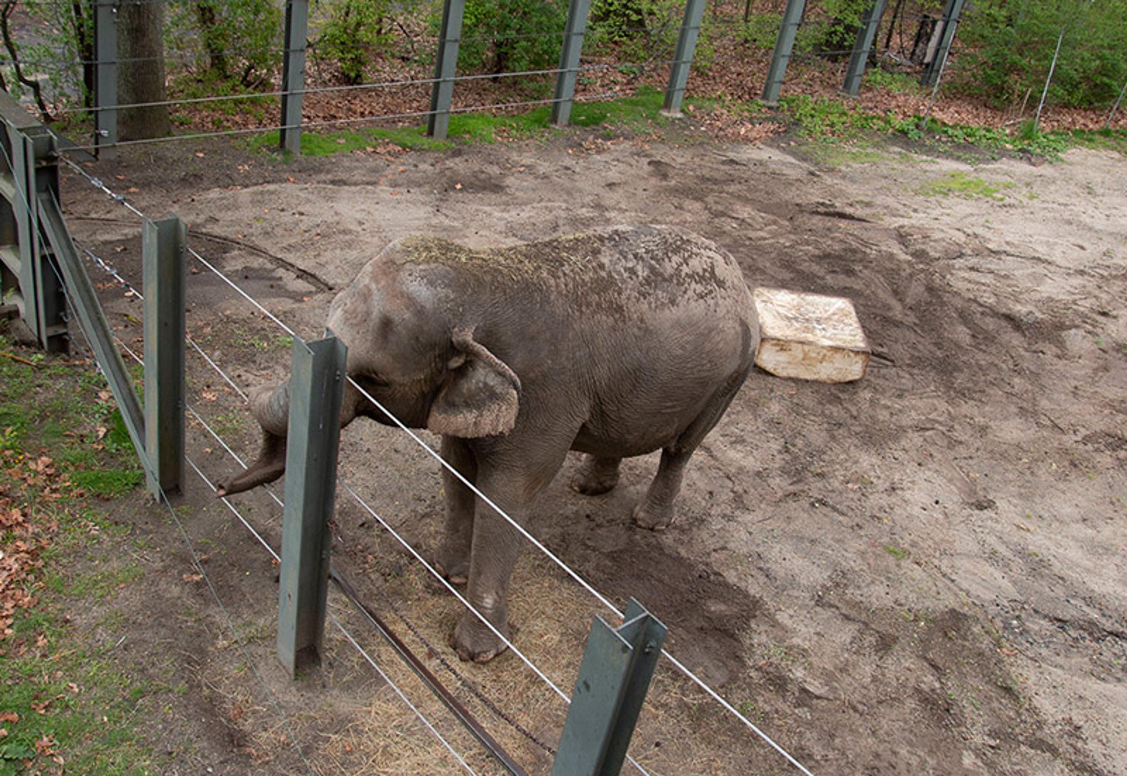 An elephant standing in an outdoor enclosure with dirt, surrounded by a wire fence in a zoo or wildlife park.