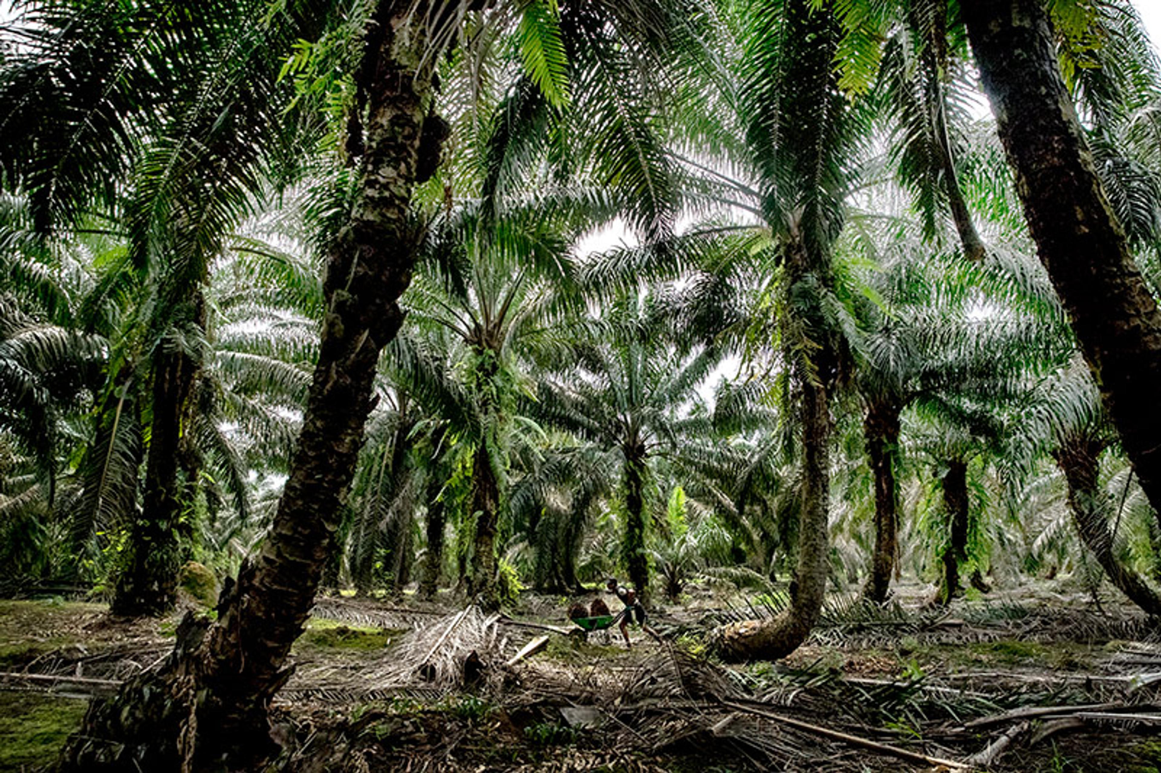A lush palm oil plantation with tall trees and a person working on the ground amid fallen fronds.