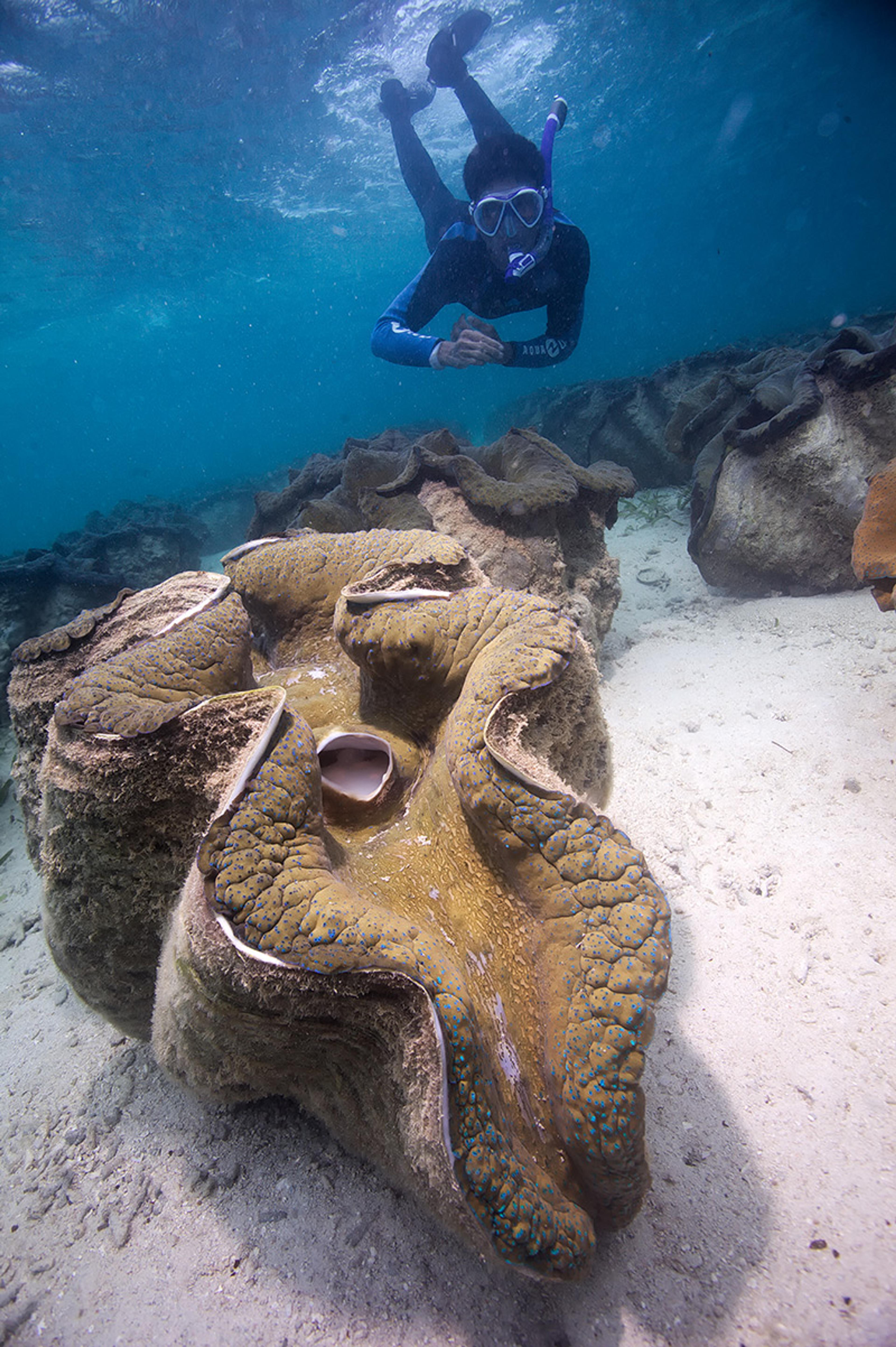Underwater photo of a snorkeler observing a giant clam on a sandy seabed with other clams in the background.