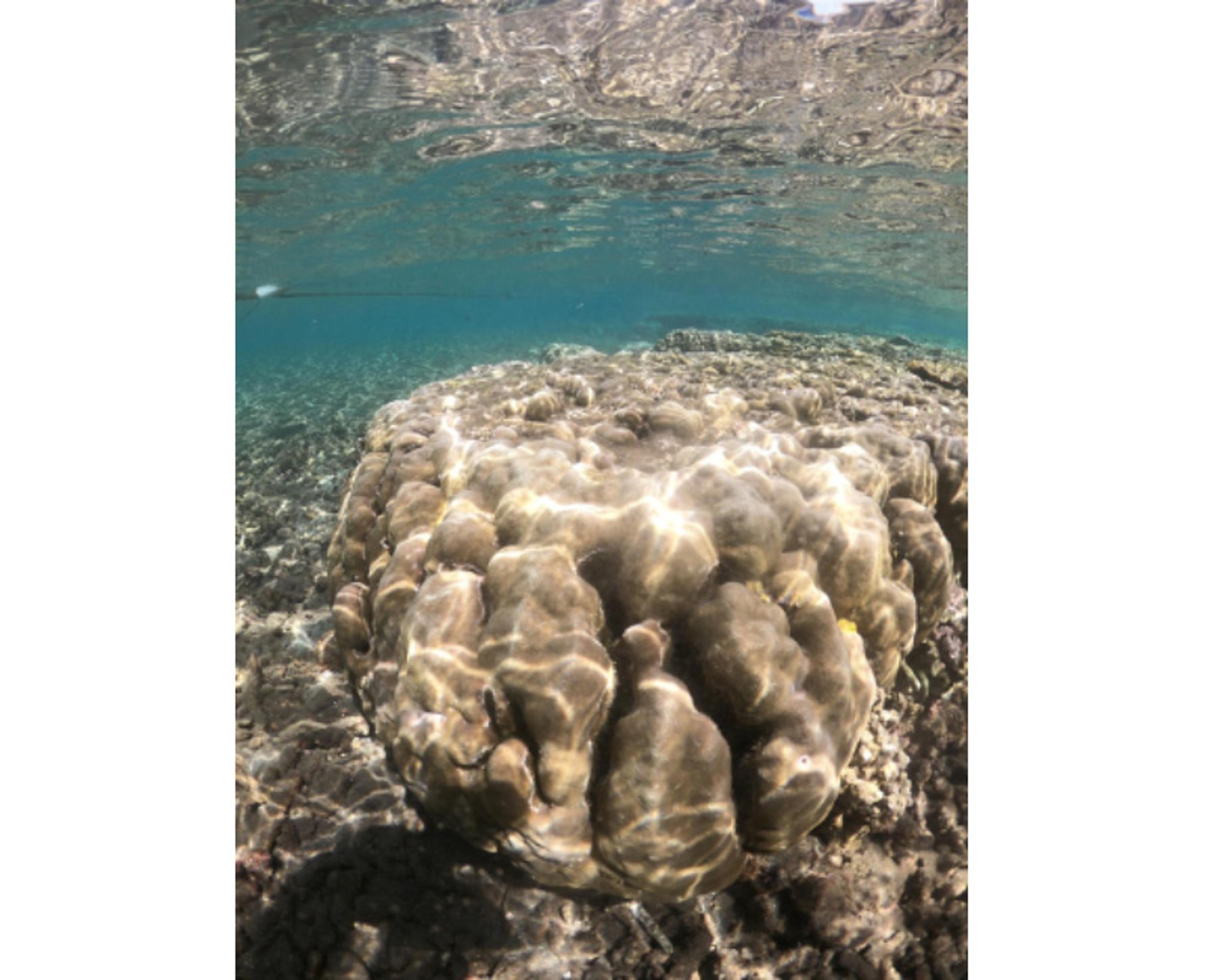 Underwater coral with sunlight filtering through clear water, revealing the textured surface of the coral head.