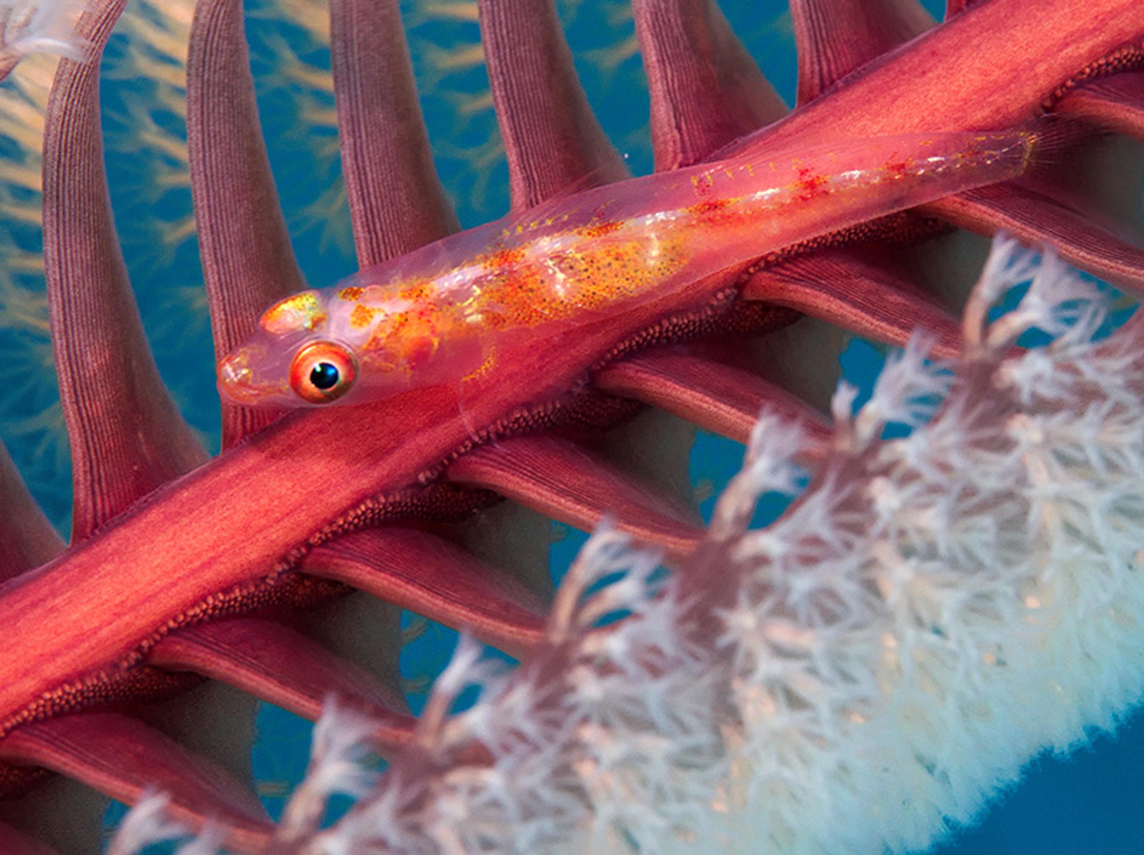 A small, translucent orange fish resting on a red, textured underwater structure with feathery white growths.