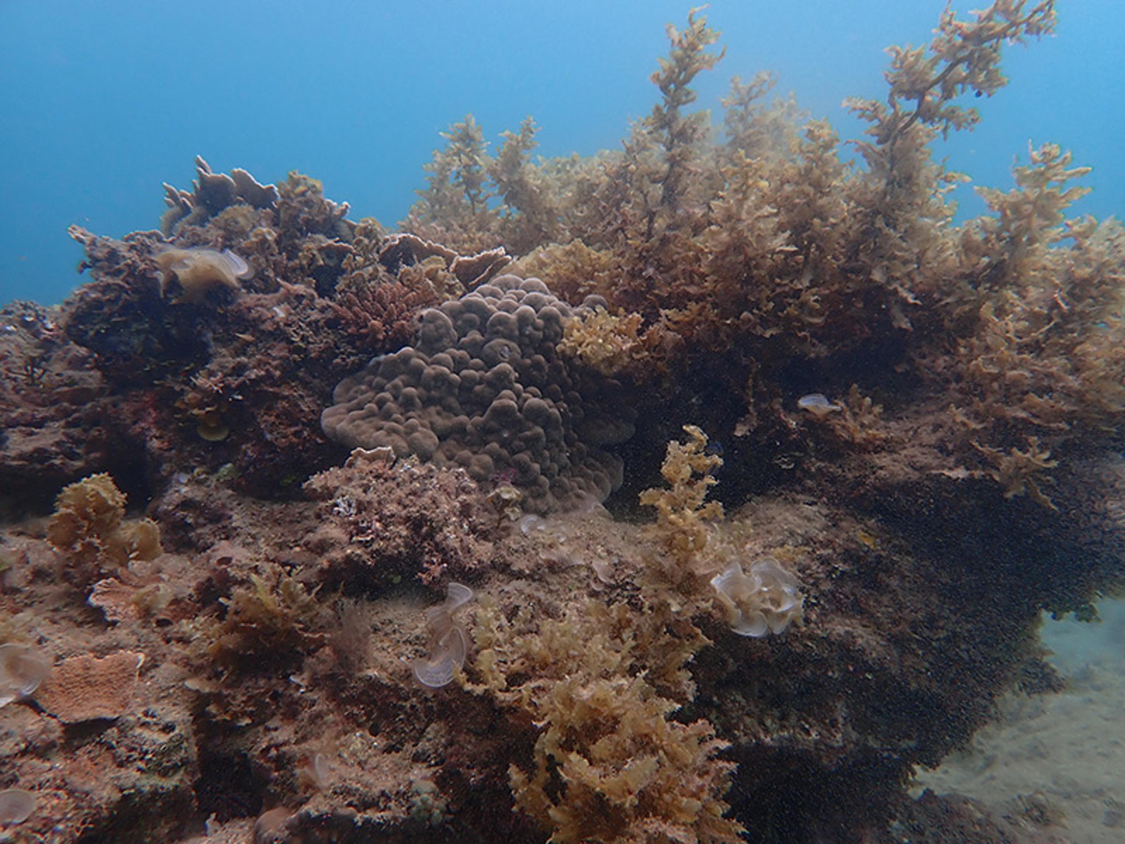 An underwater coral reef with various hard and soft corals, seaweed and clear blue water in the background.