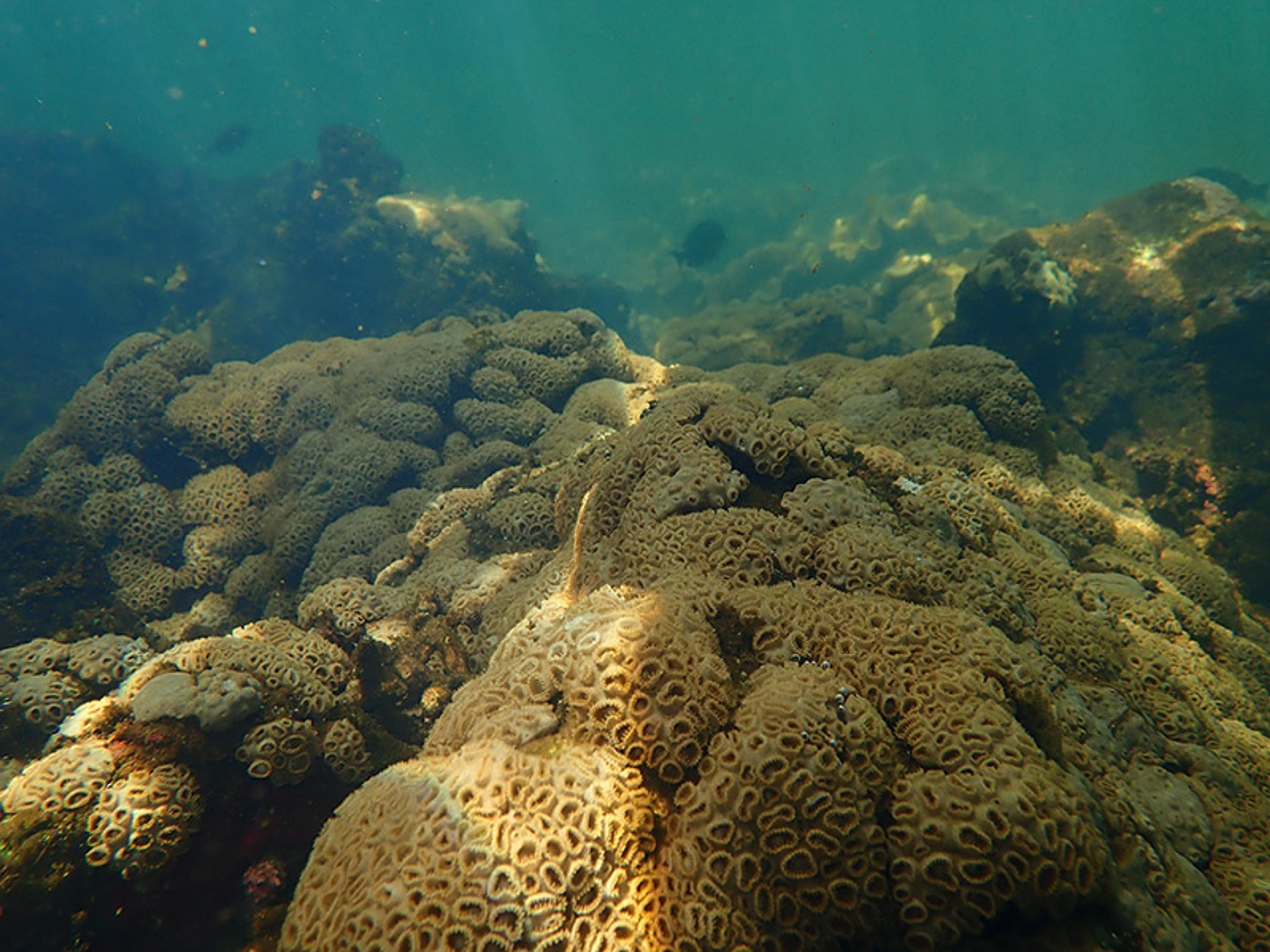 Underwater photo of coral reefs with brown polyp clusters, bathed in sunlight, showcasing marine life and formations.