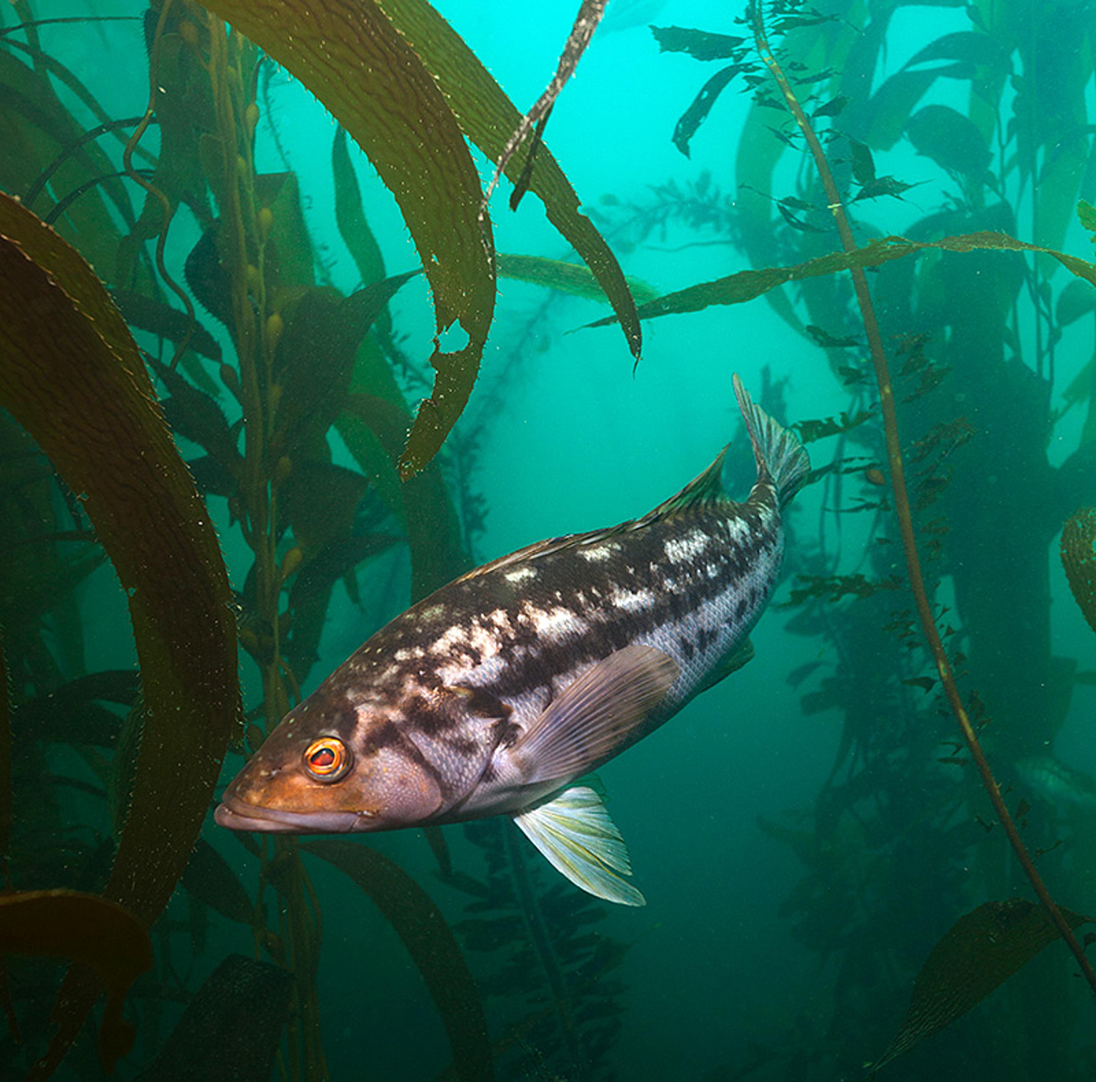 A fish swimming through underwater kelp forest with green light filtering, capturing marine ecosystem dynamics.