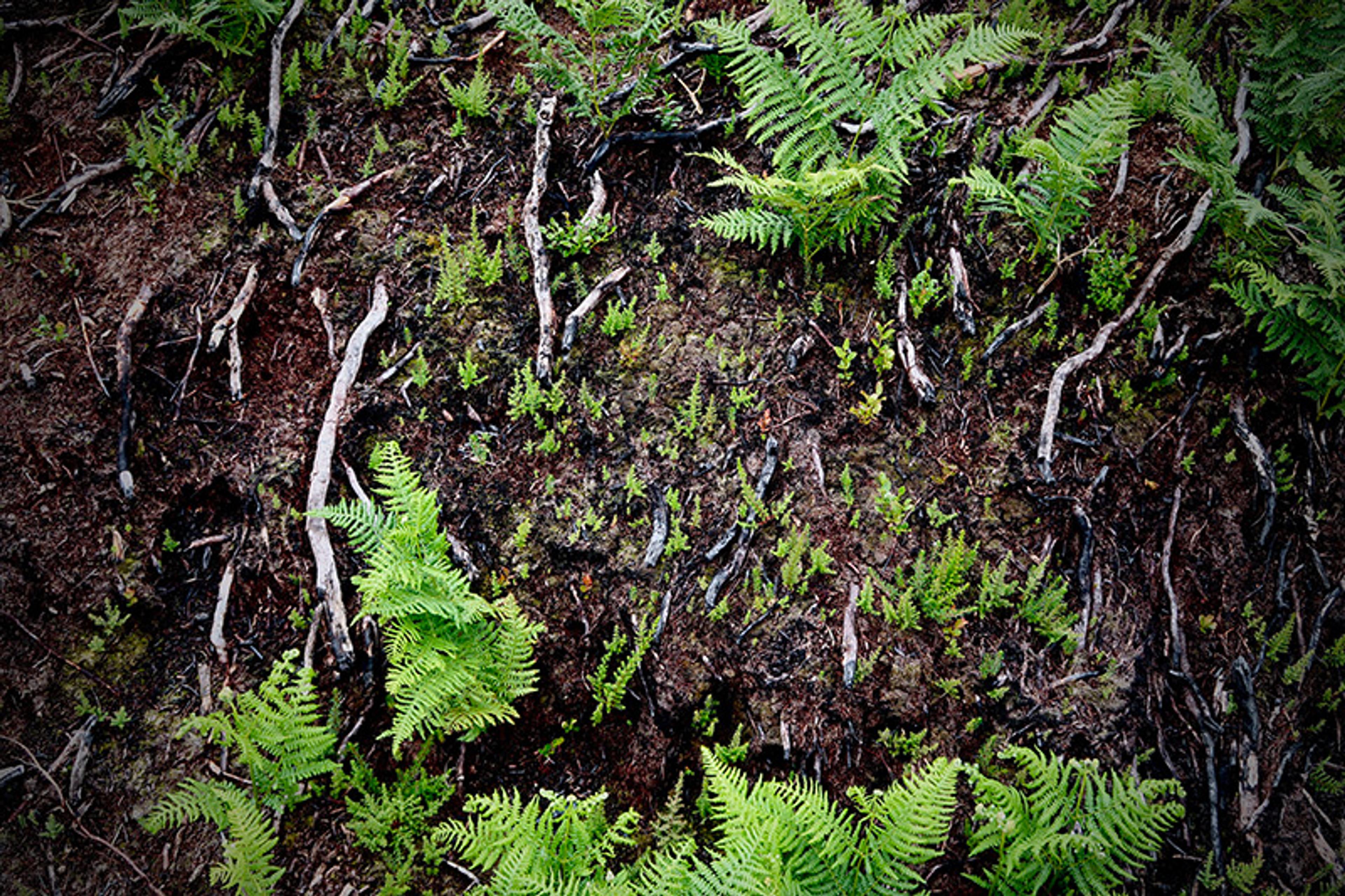 Green fern fronds and scattered small plants on a forest floor with exposed tree roots and earthy soil.