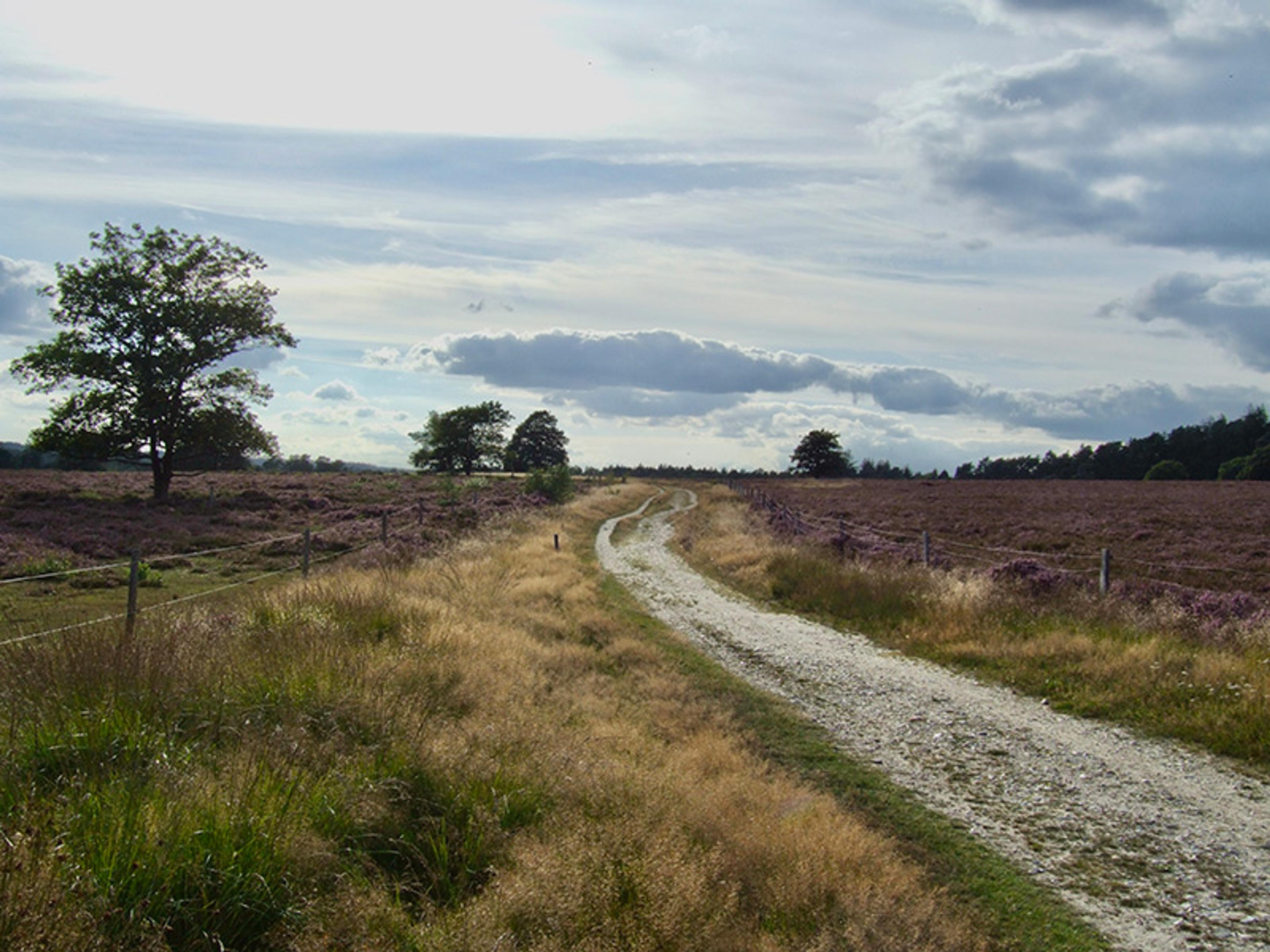 A countryside dirt path lined with grass and trees under a cloudy sky, with fields on both sides.