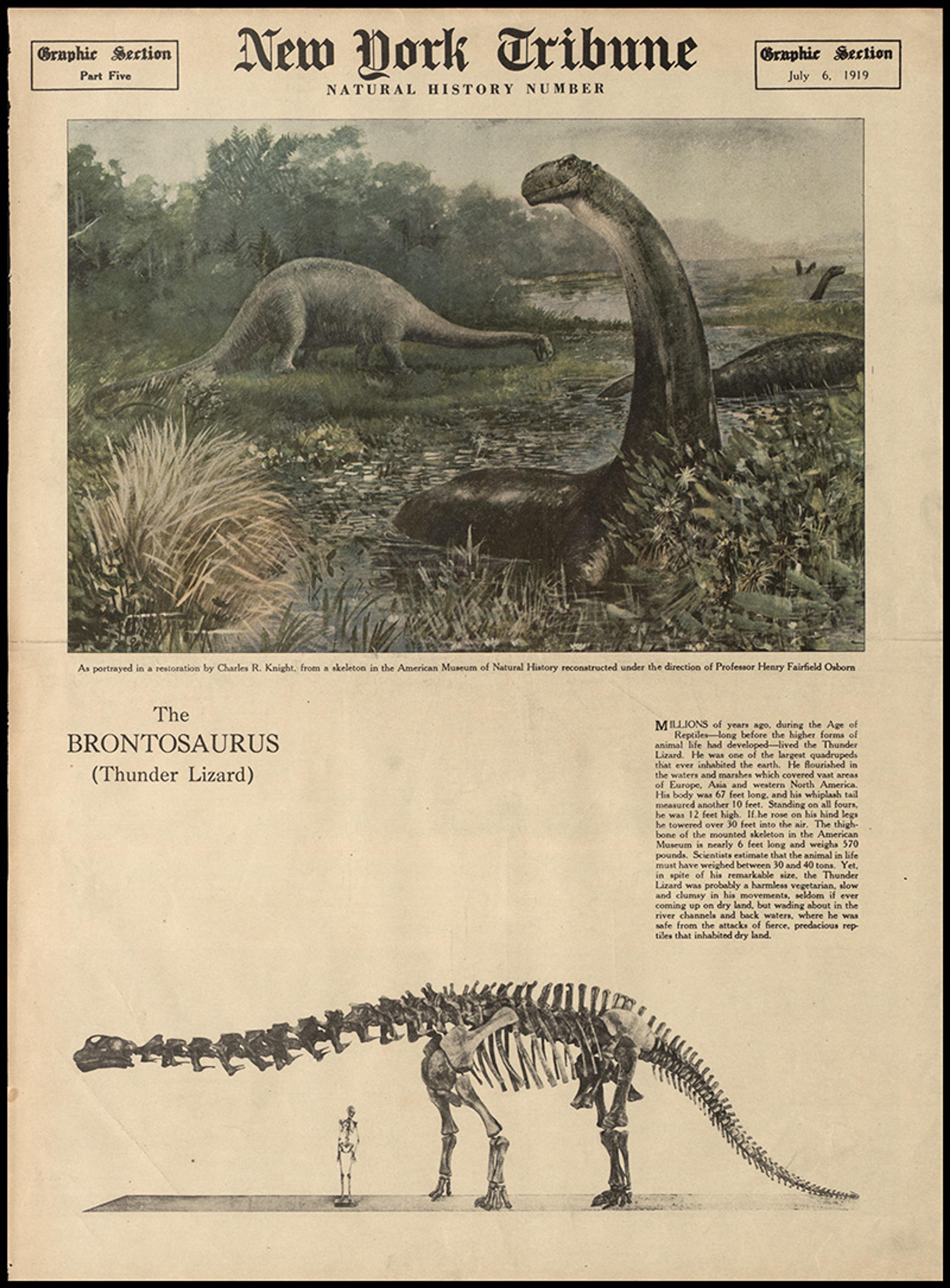 A vintage newspaper cover from 1919 titled “New York Tribune”, featuring a Brontosaurus painting and skeletal diagram with text.
