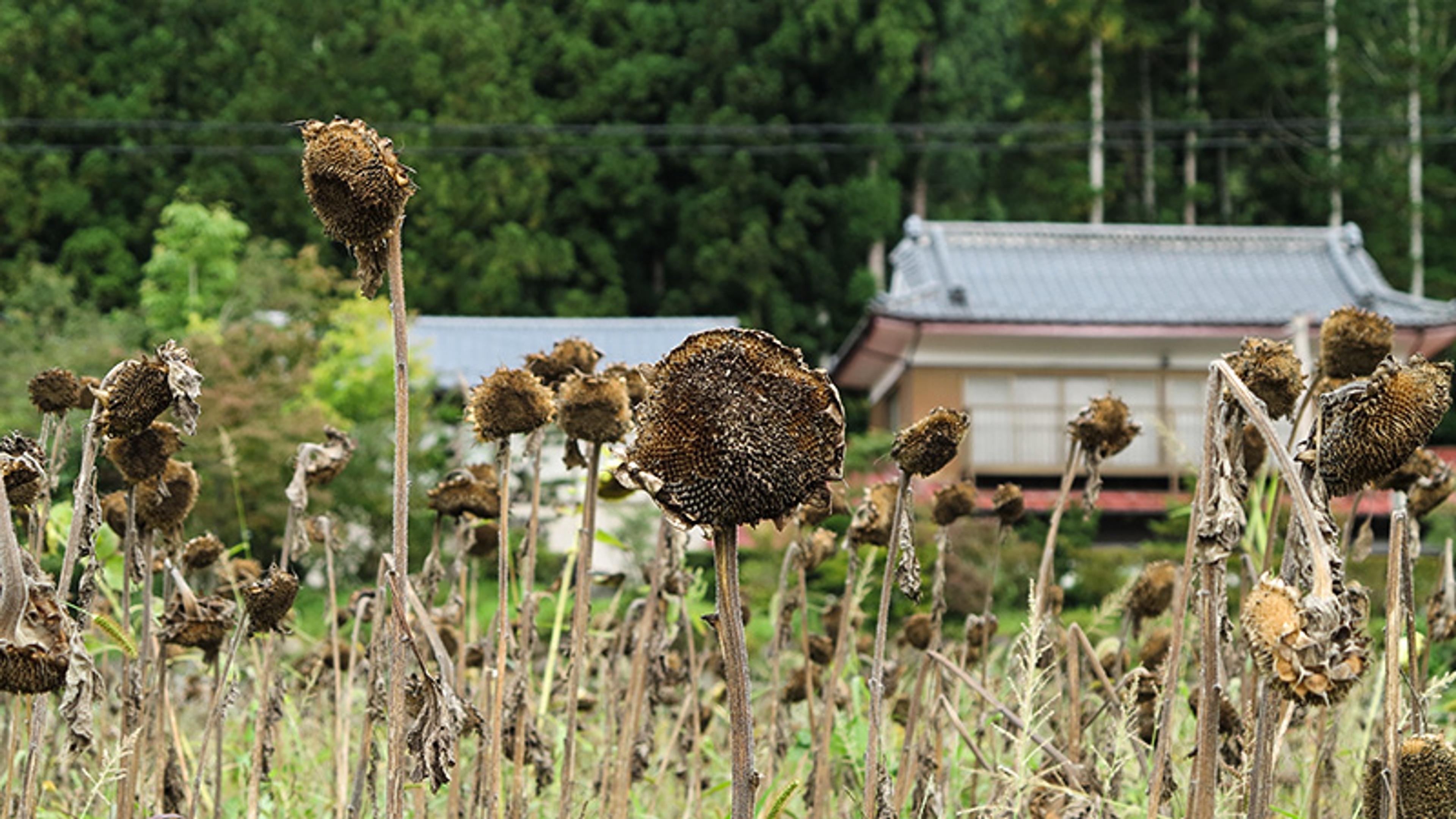 A field of withered sunflowers with a traditional Japanese house in the background, surrounded by green trees and foliage.