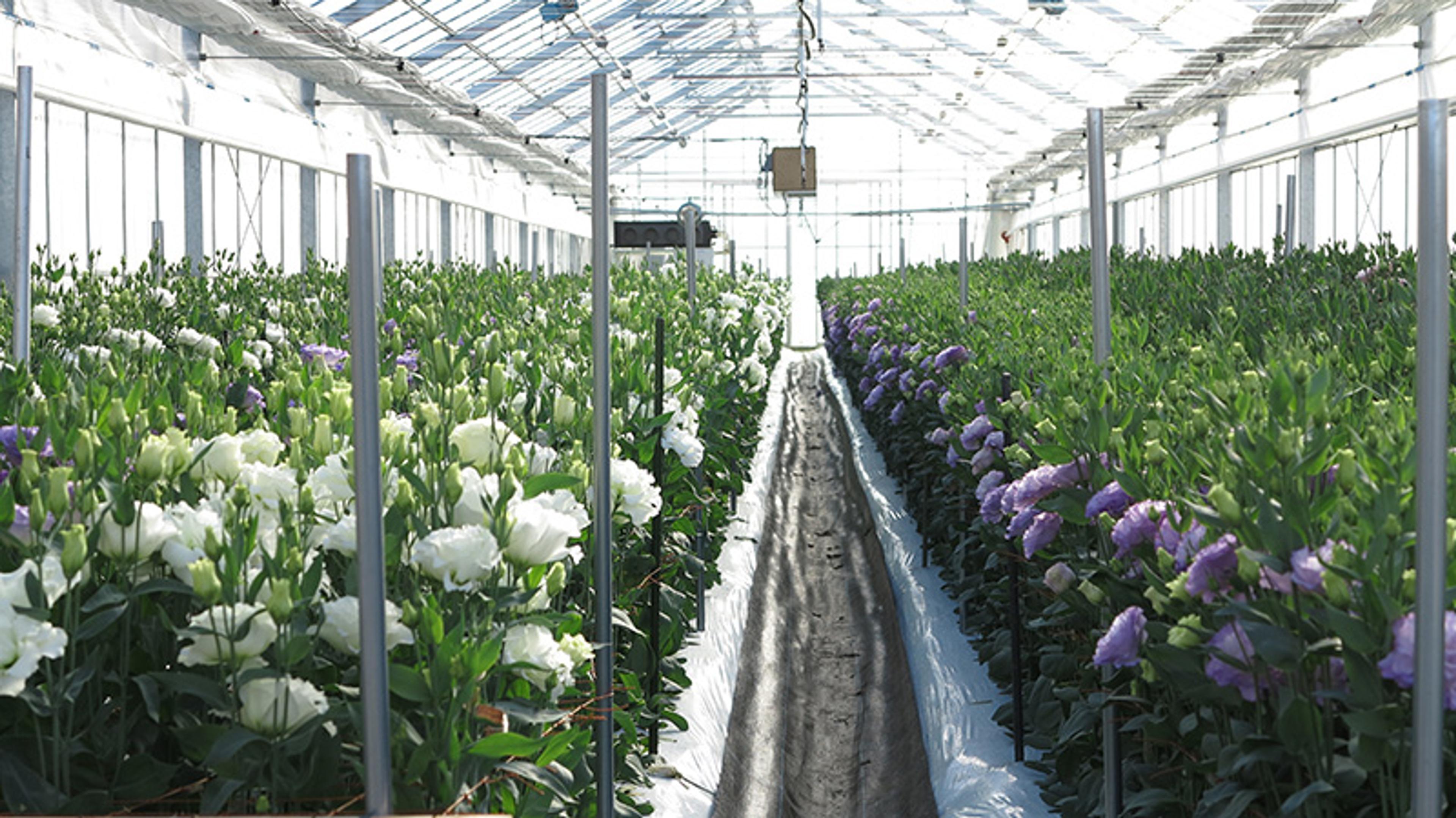 A greenhouse interior filled with rows of blooming white and purple flowers along a central aisle under a transparent roof.