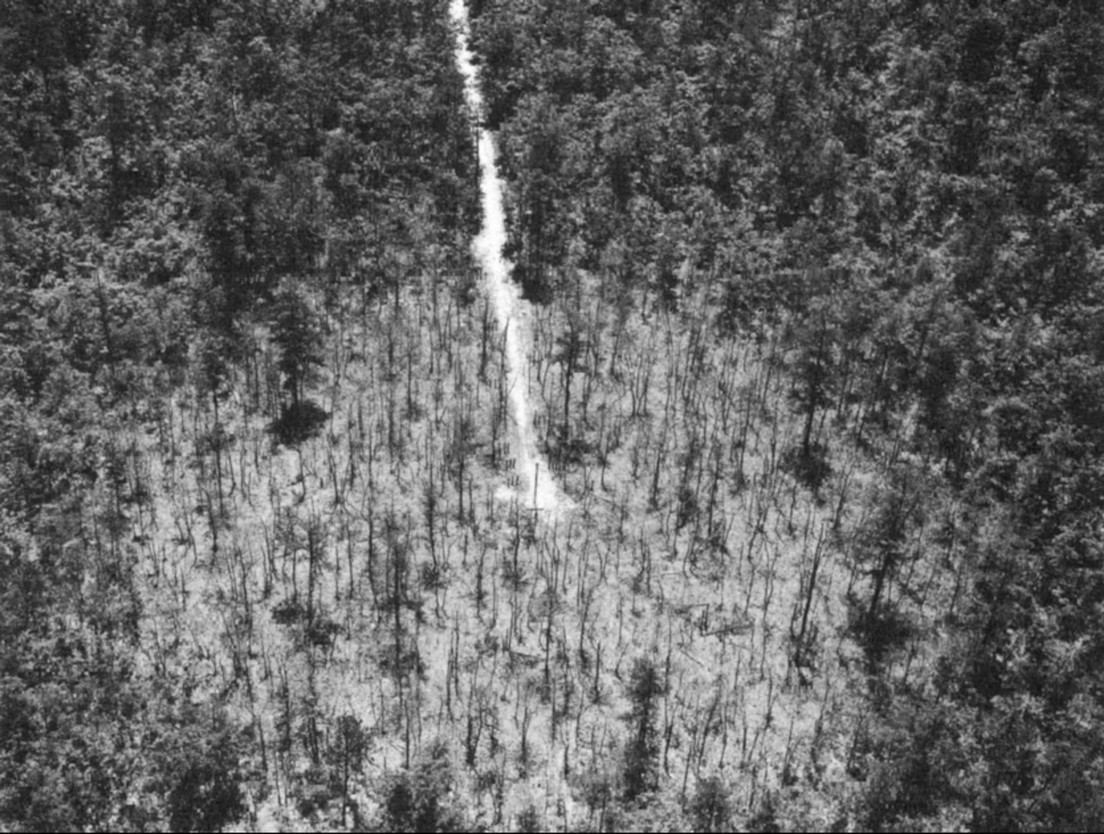 Aerial black-and-white photo of a dense forest with a narrow path cutting through the middle and sparse trees towards the bottom.