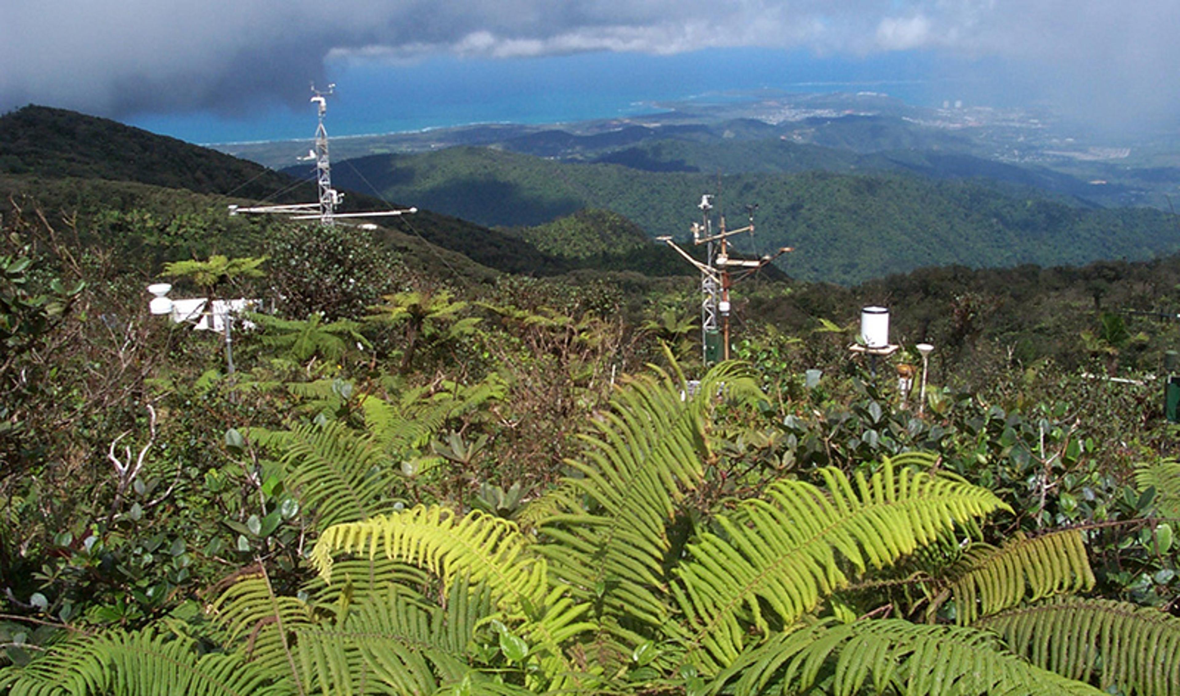 A lush green mountainous landscape with scientific equipment among ferns, overlooking a distant coastline under a cloudy sky.