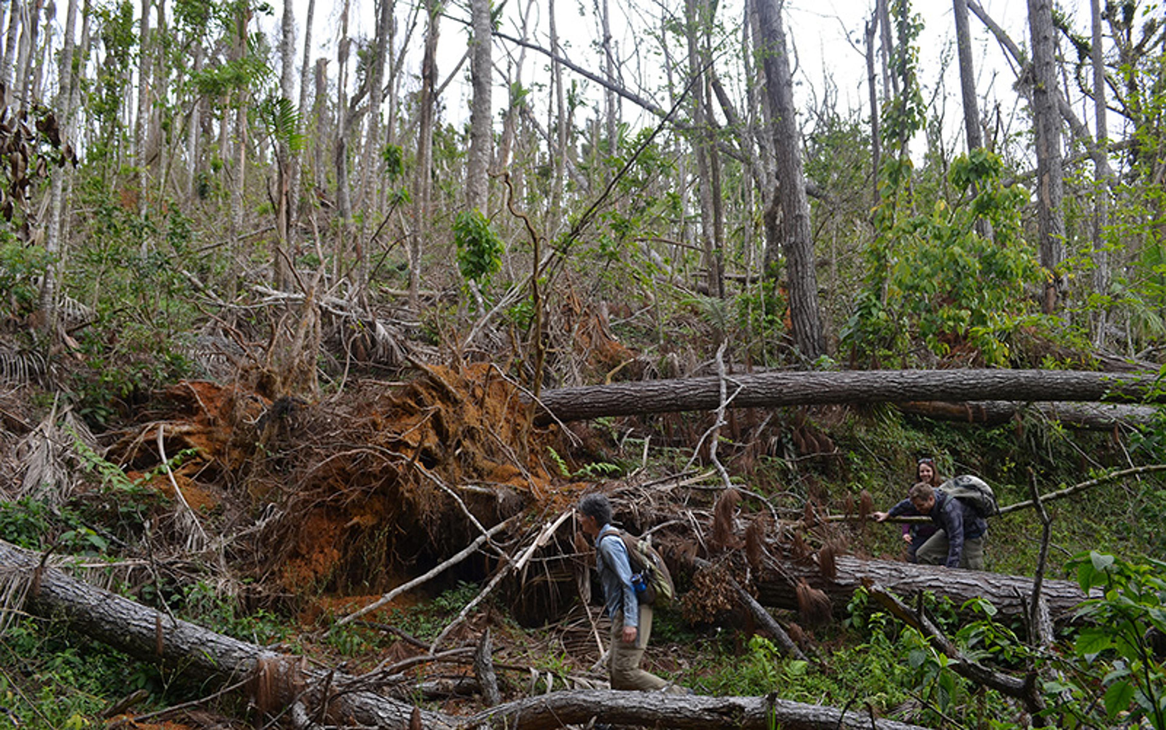 Three people navigating through a forest with fallen trees and uprooted stumps, indicating recent destruction or natural disaster.