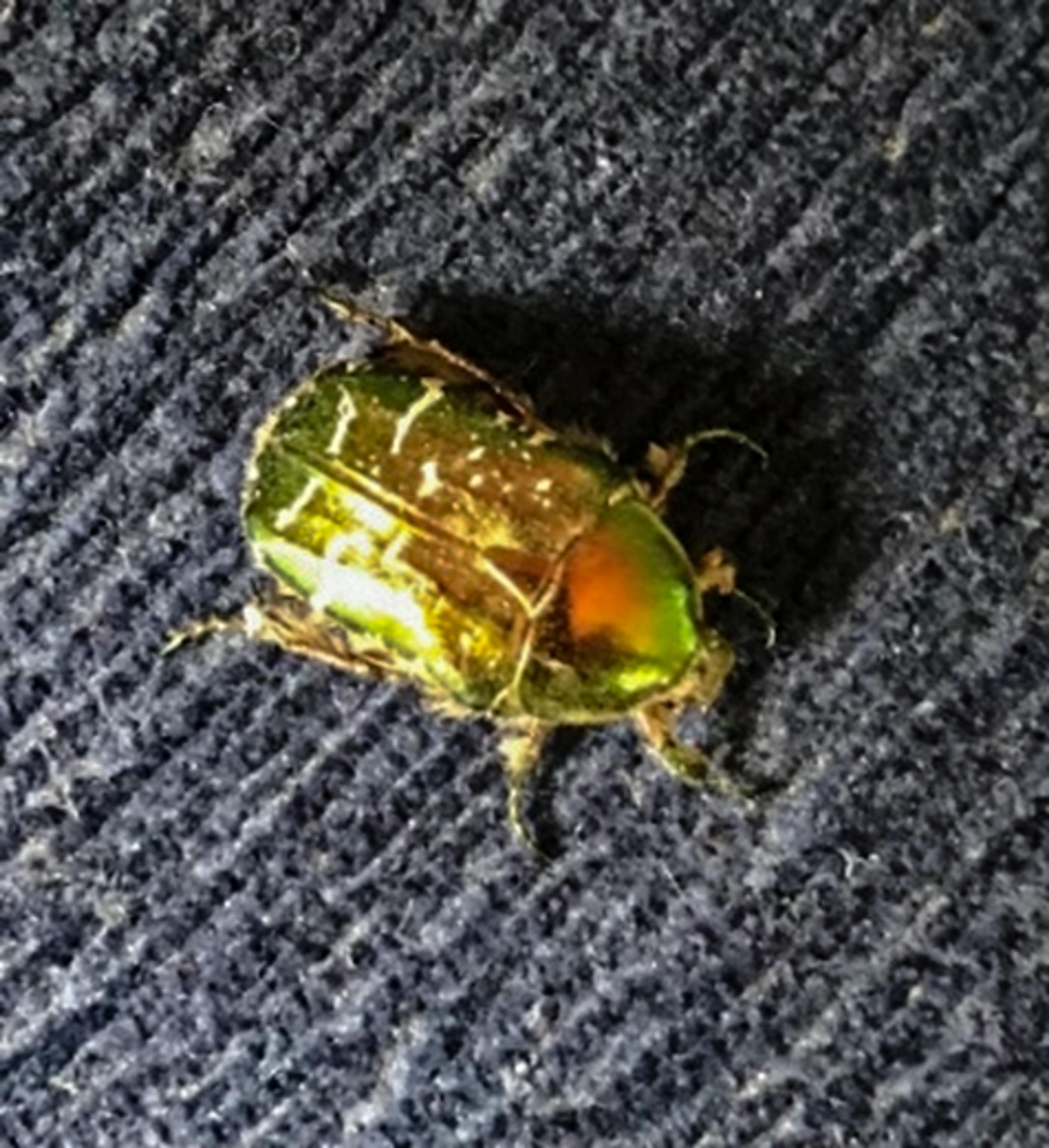 Photo of a shiny green beetle with an orange spot on its back, sitting on a textured dark surface.