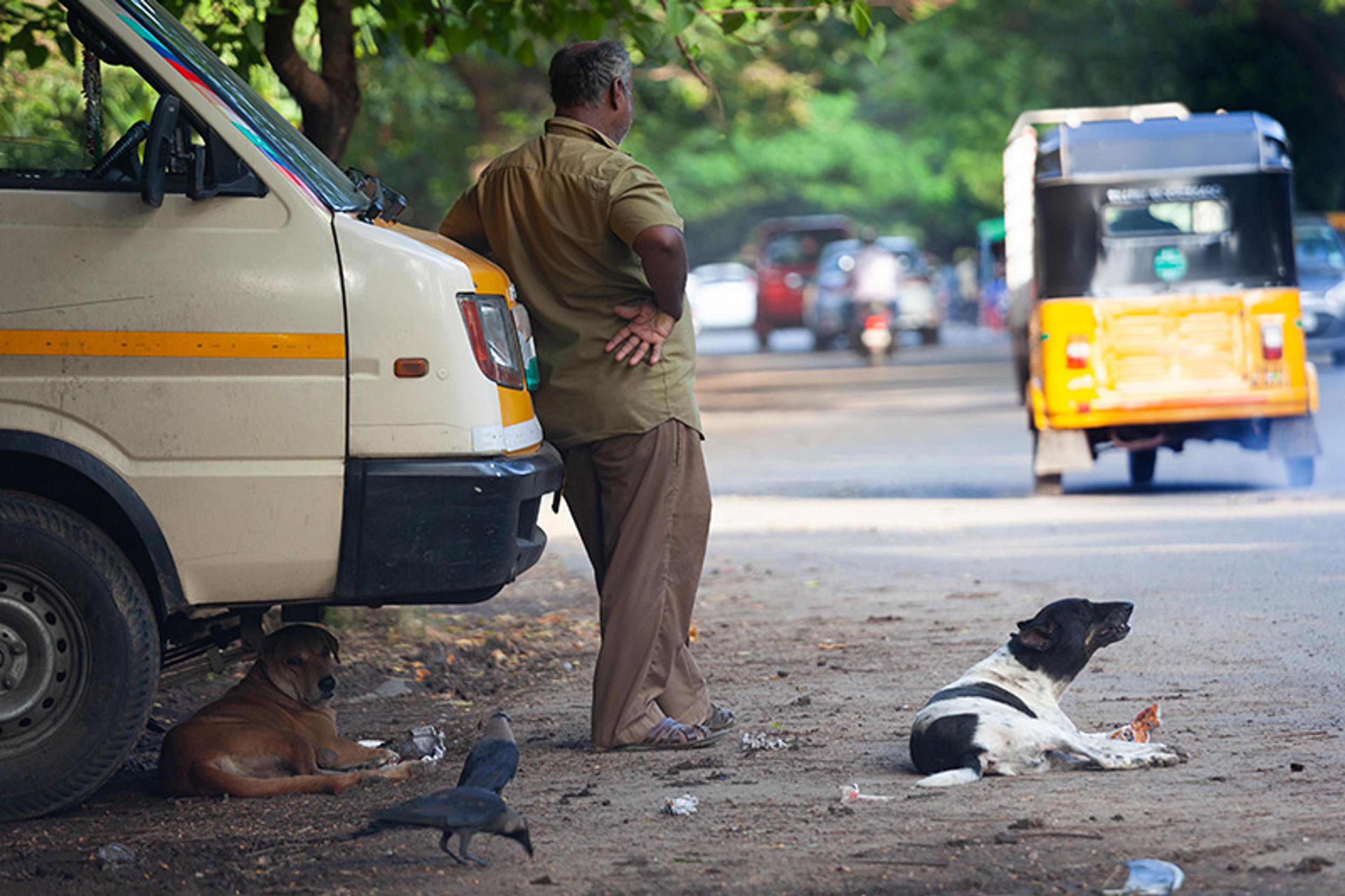 A man leaning on a van, dogs resting on the ground and a rickshaw driving away on a tree-lined suburban street.