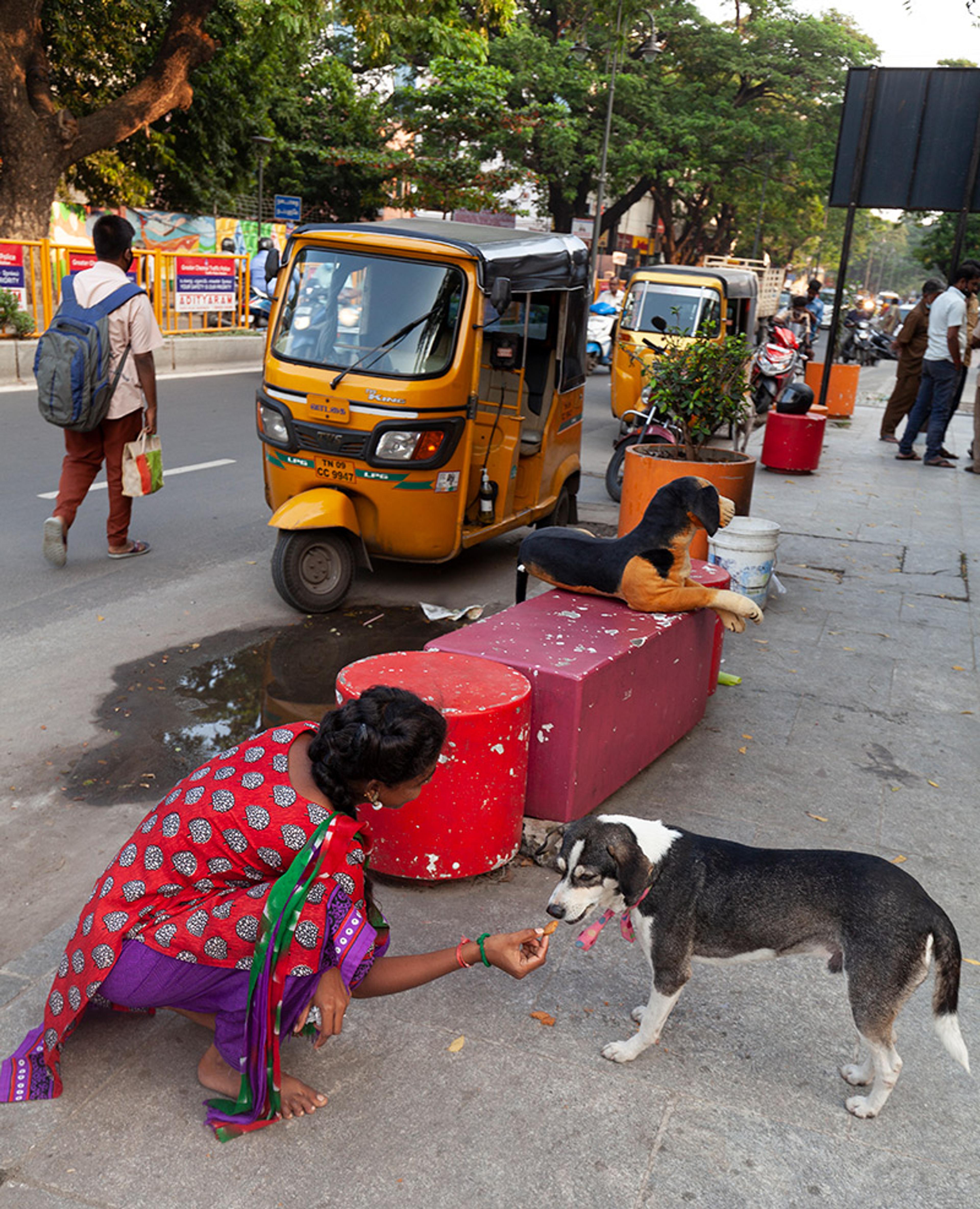 A woman crouching and feeding a dog on a city pavement near parked auto rickshaws, with another dog resting nearby.