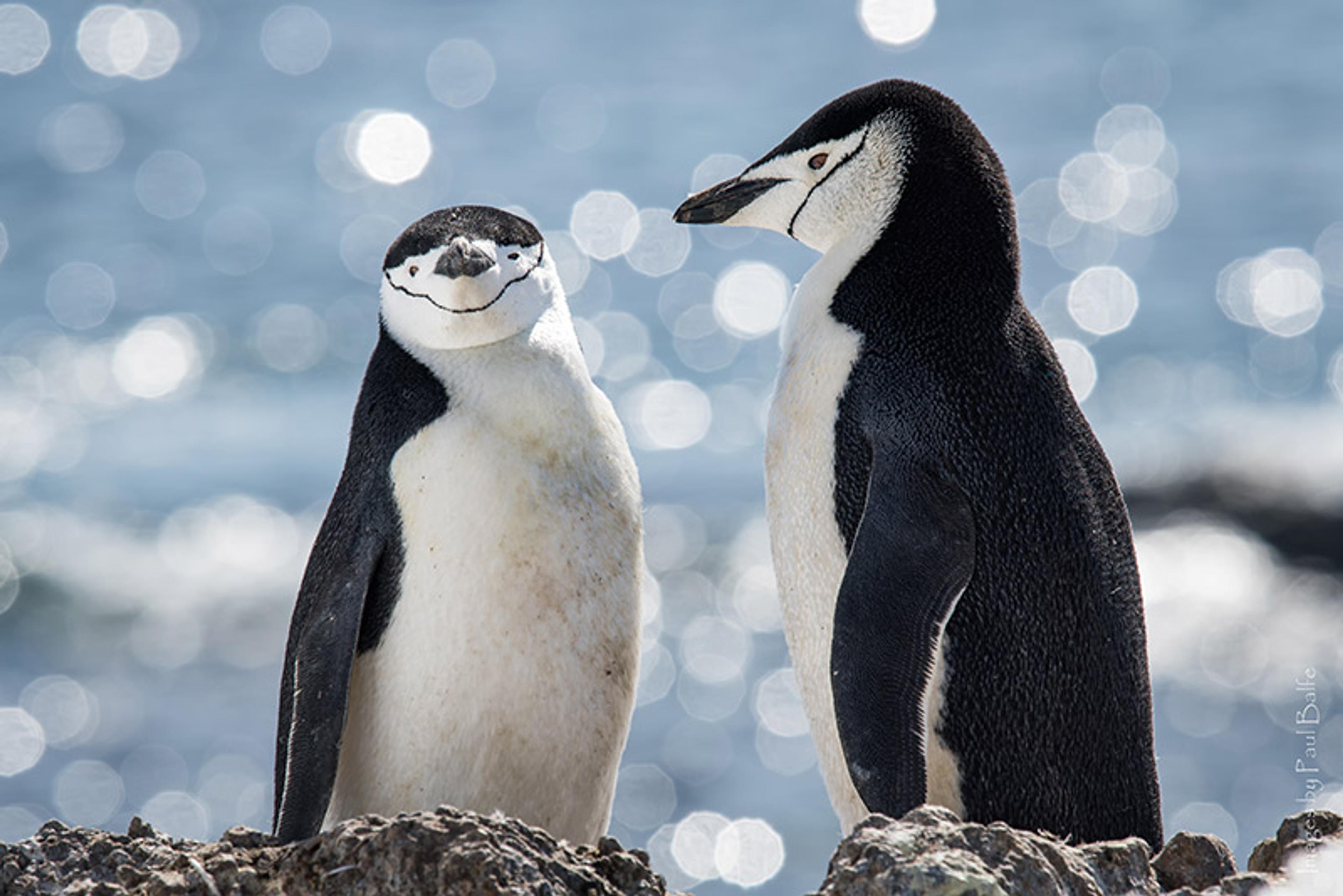 Two chinstrap penguins standing on rocks by the sea with a bokeh background of sparkling water.