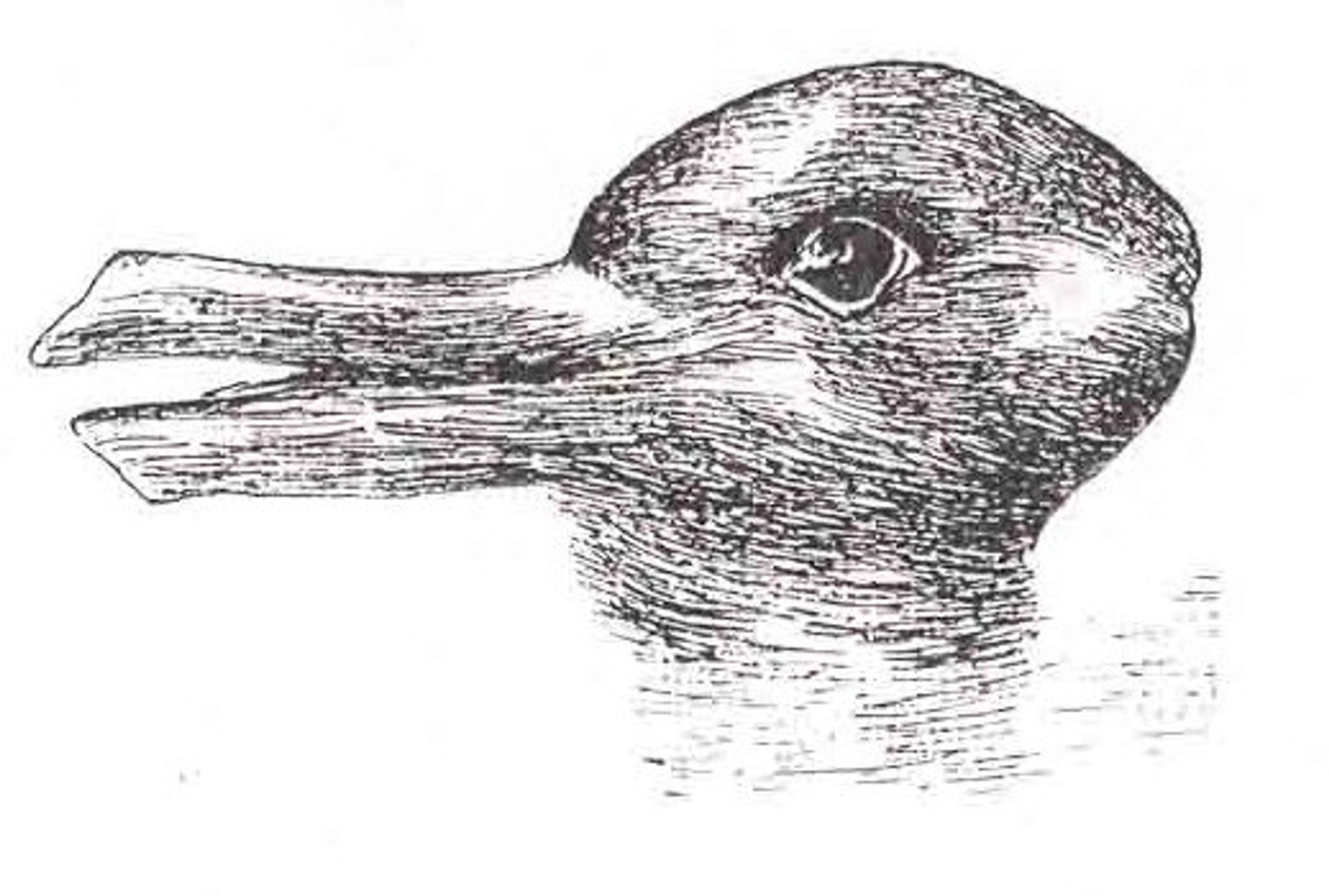 Black-and-white drawing depicting an optical illusion that can be seen as either a rabbit or a duck, depending on perspective.
