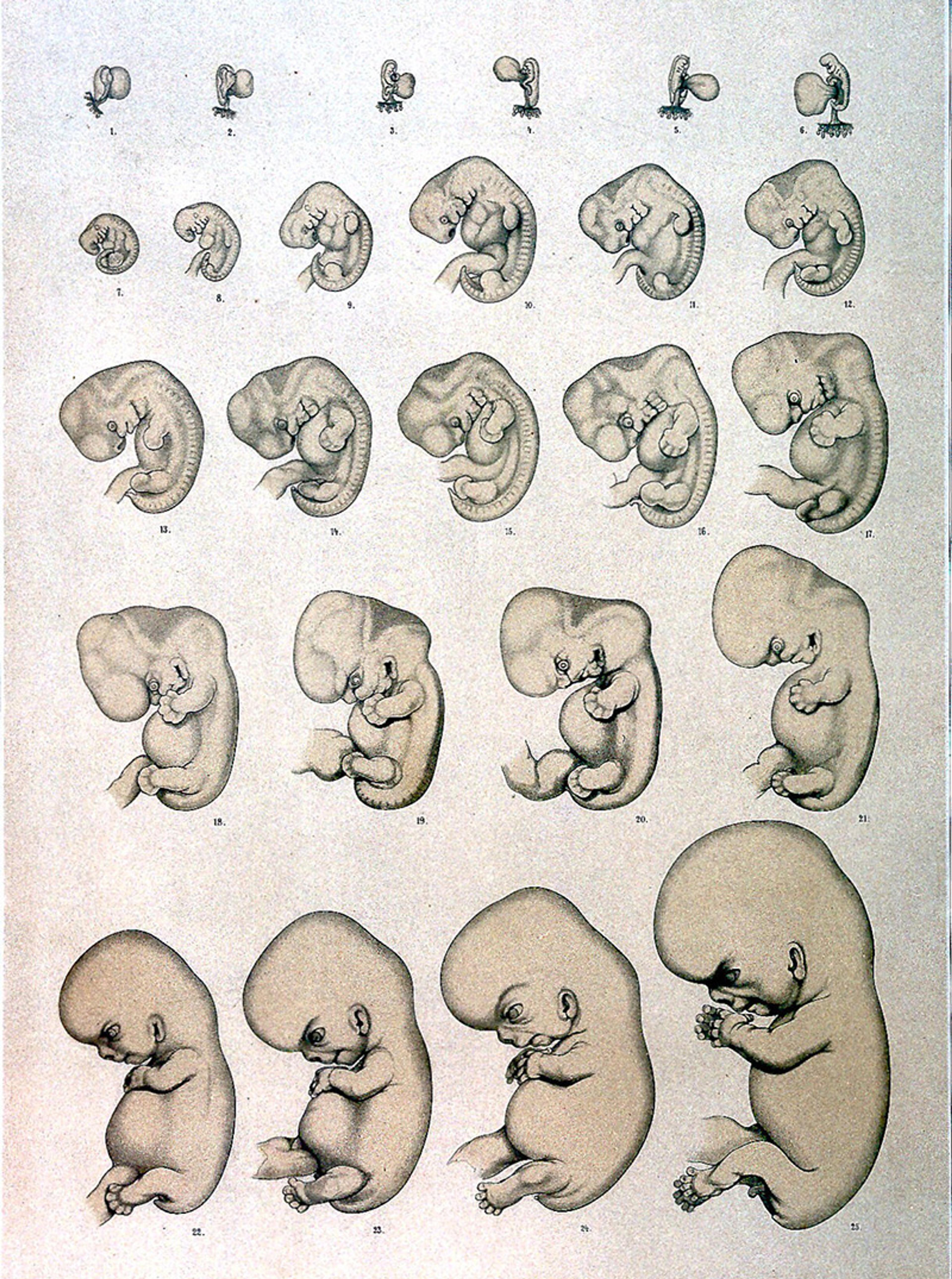 Illustration depicting 24 stages of human embryonic development, with each row showing progressively larger and more developed embryos, from early stages to more recognisable foetal forms. The images highlight the gradual changes and growth during early human development.