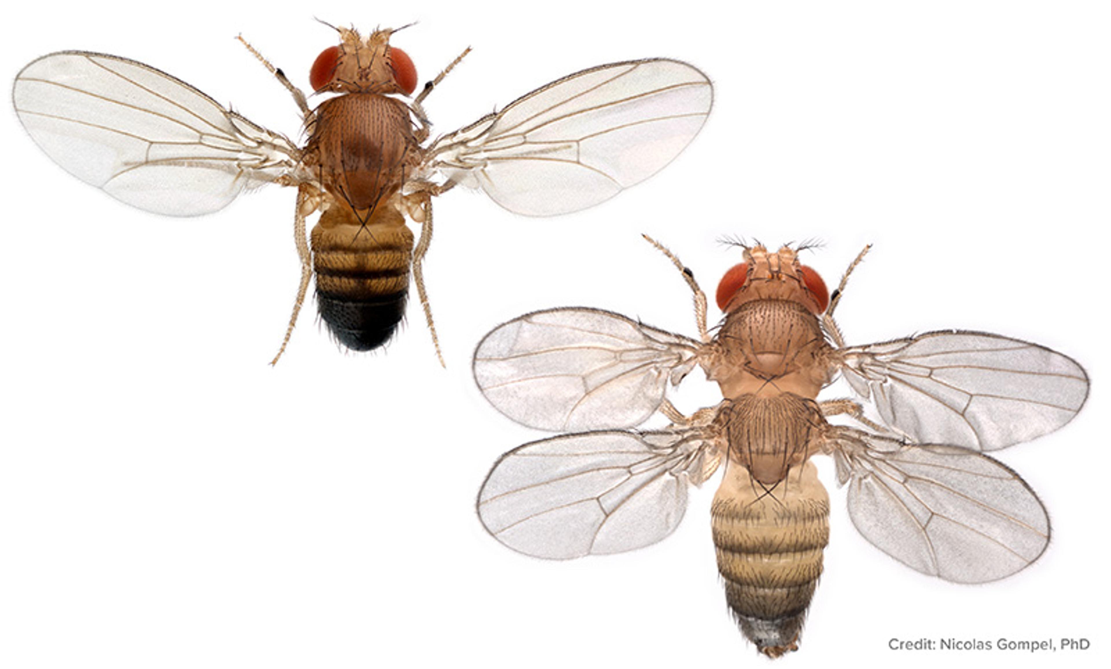 Two fruit flies with red eyes are shown from above against a white background. The fly on the left has a darker, striped abdomen, while the fly on the right has a lighter, striped abdomen. Both have translucent wings and are detailed in appearance. Credit to Nicolas Gompel, PhD.