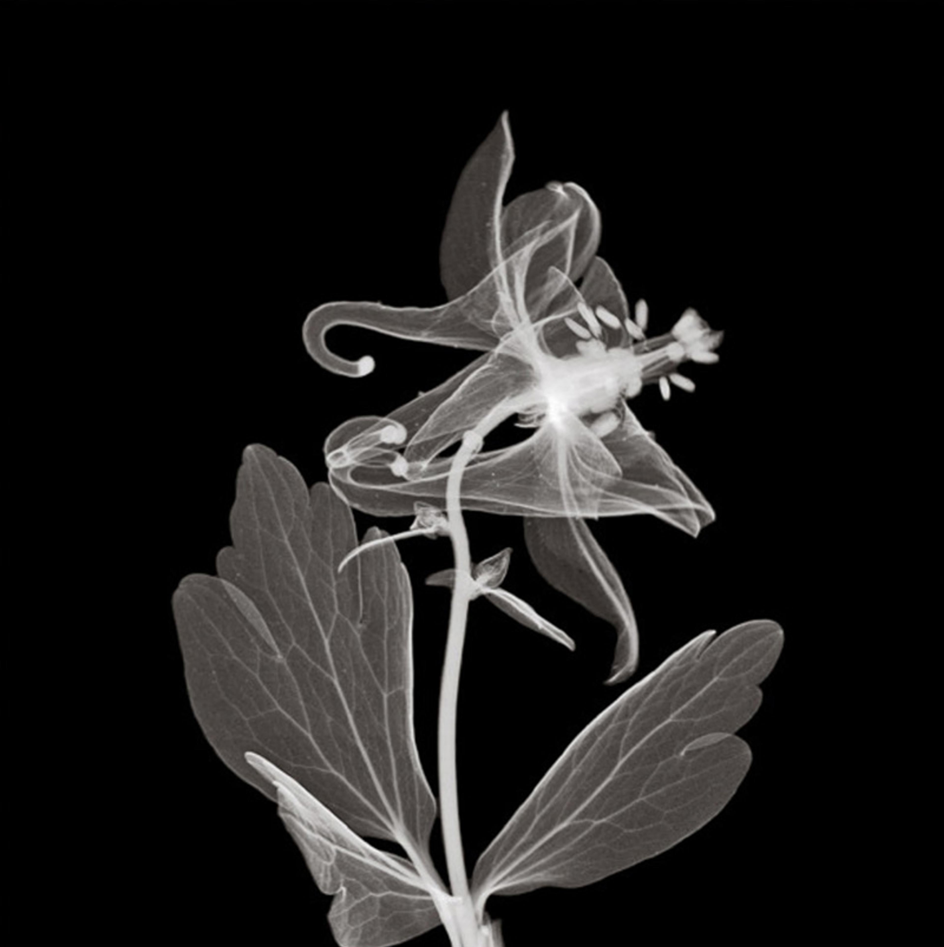 X-ray image of a flowering plant showing detail of leaves, petals, and reproductive parts against a black background.