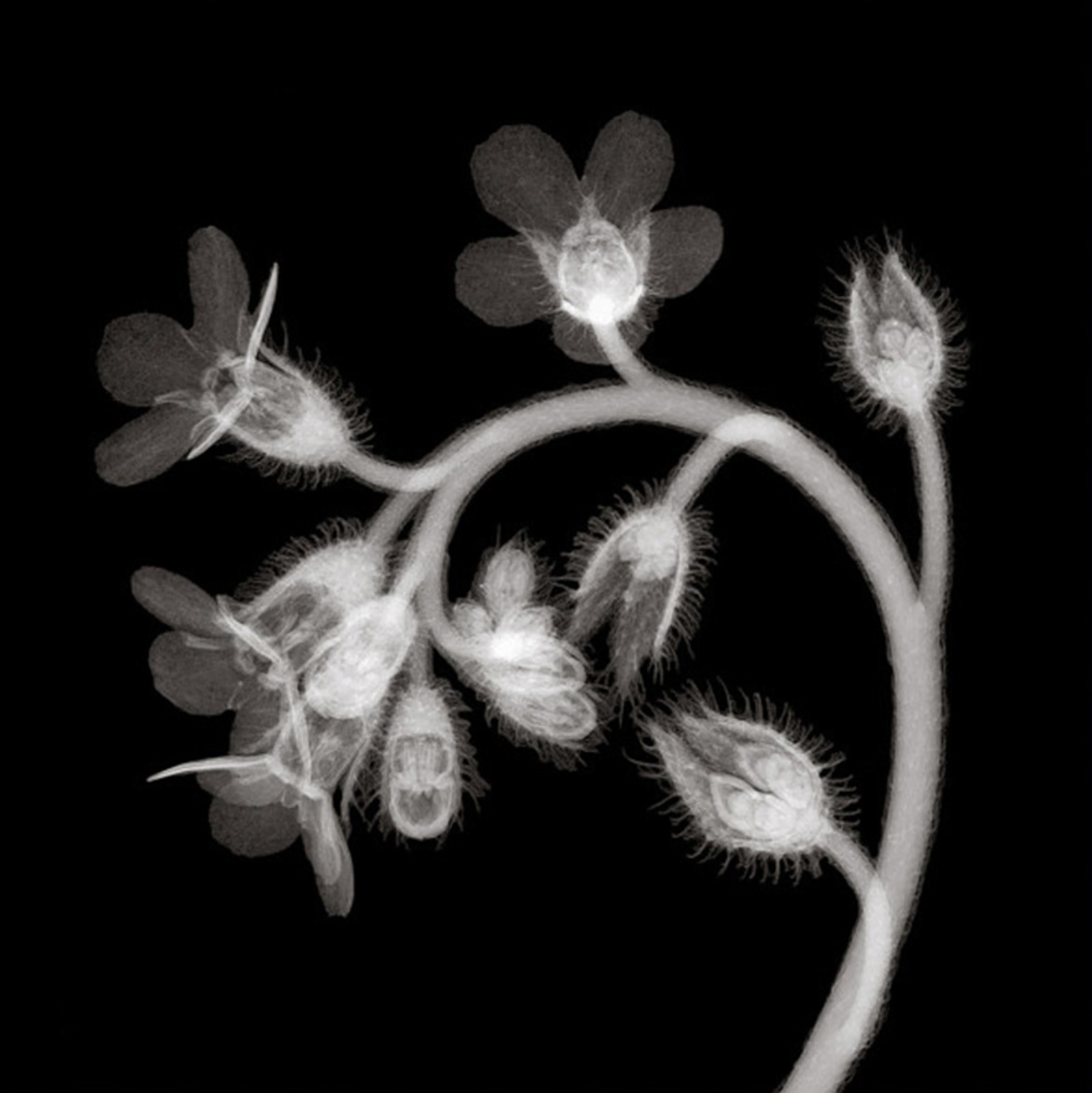 X-ray image of a flower with multiple buds and blossoms against a black background, showing intricate details of the petals and stalks.