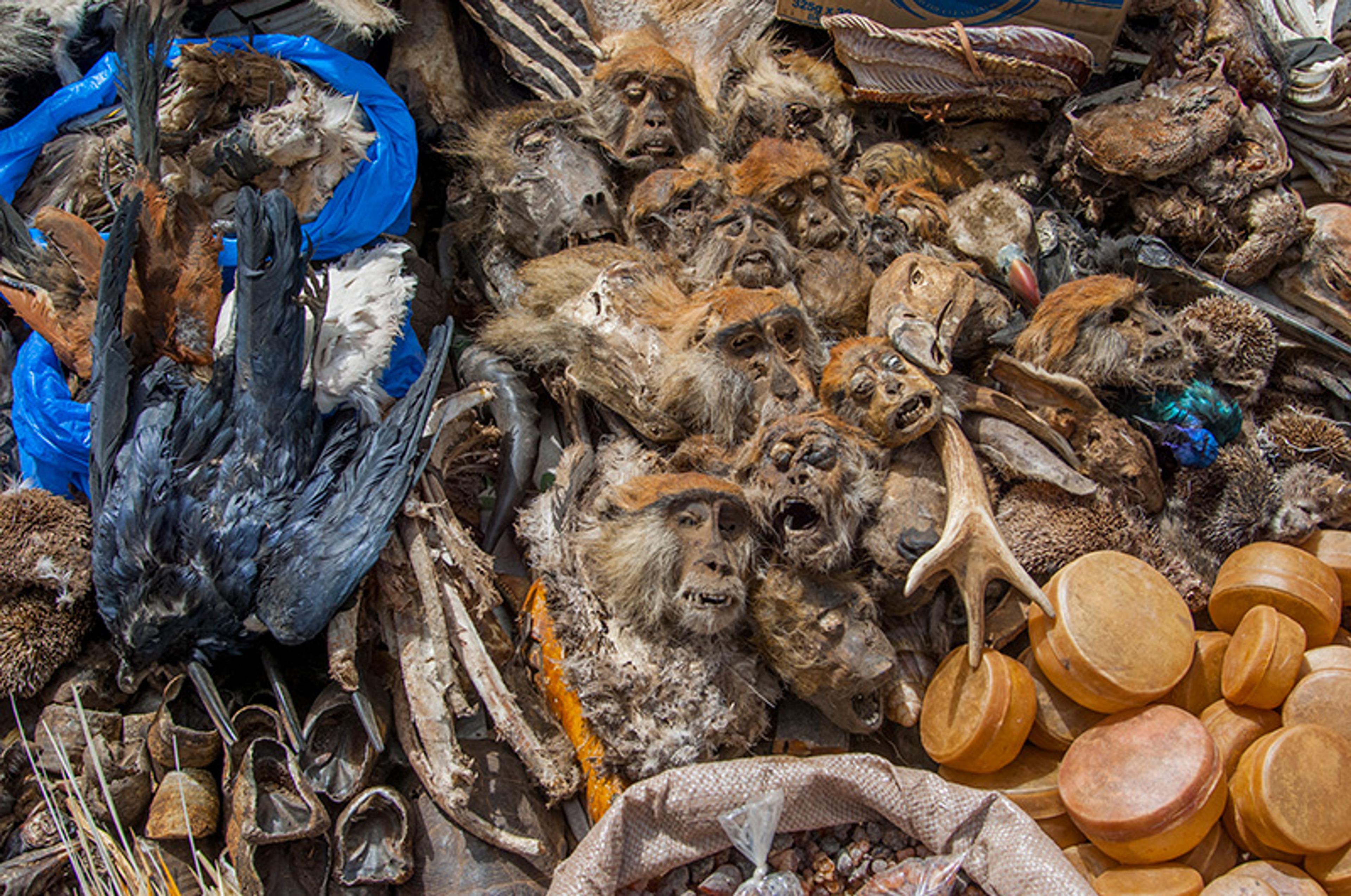 Assorted animal parts including skulls, feathers, and hides are displayed together, some in plastic bags. Various round, orange-coloured objects are also present.
